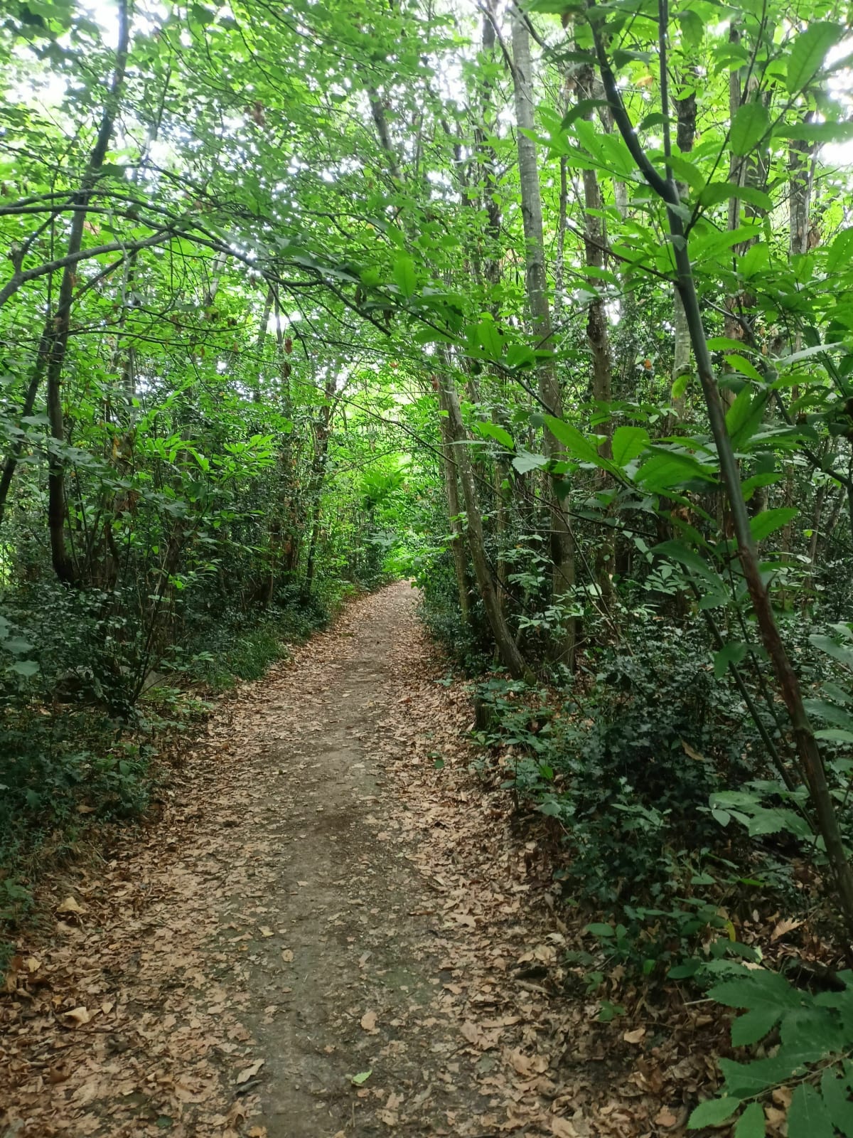 Petite sortie autour de Malissol et du bois de Cambaudon - Etienne