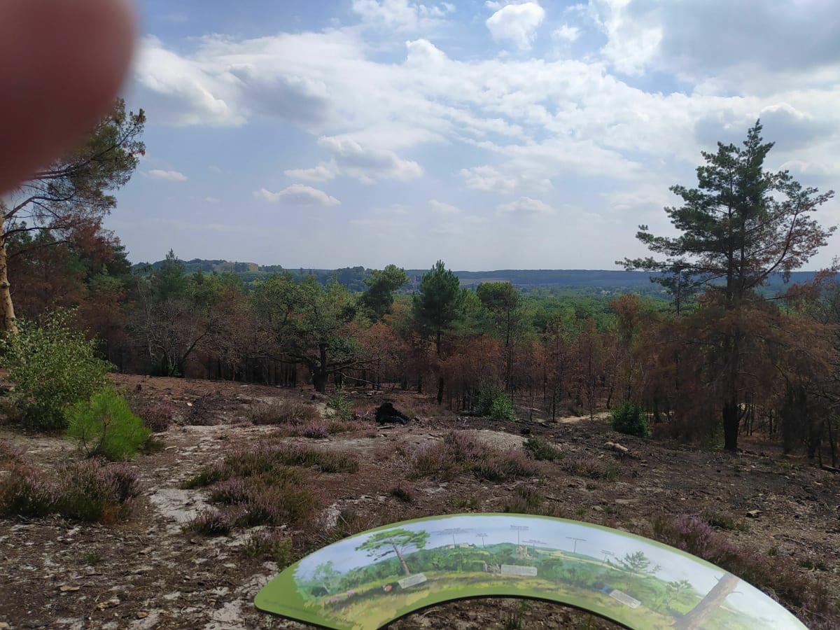 Ma plus belle balade dans la forêt de Rochefort - Rochefort-en-Yvelines