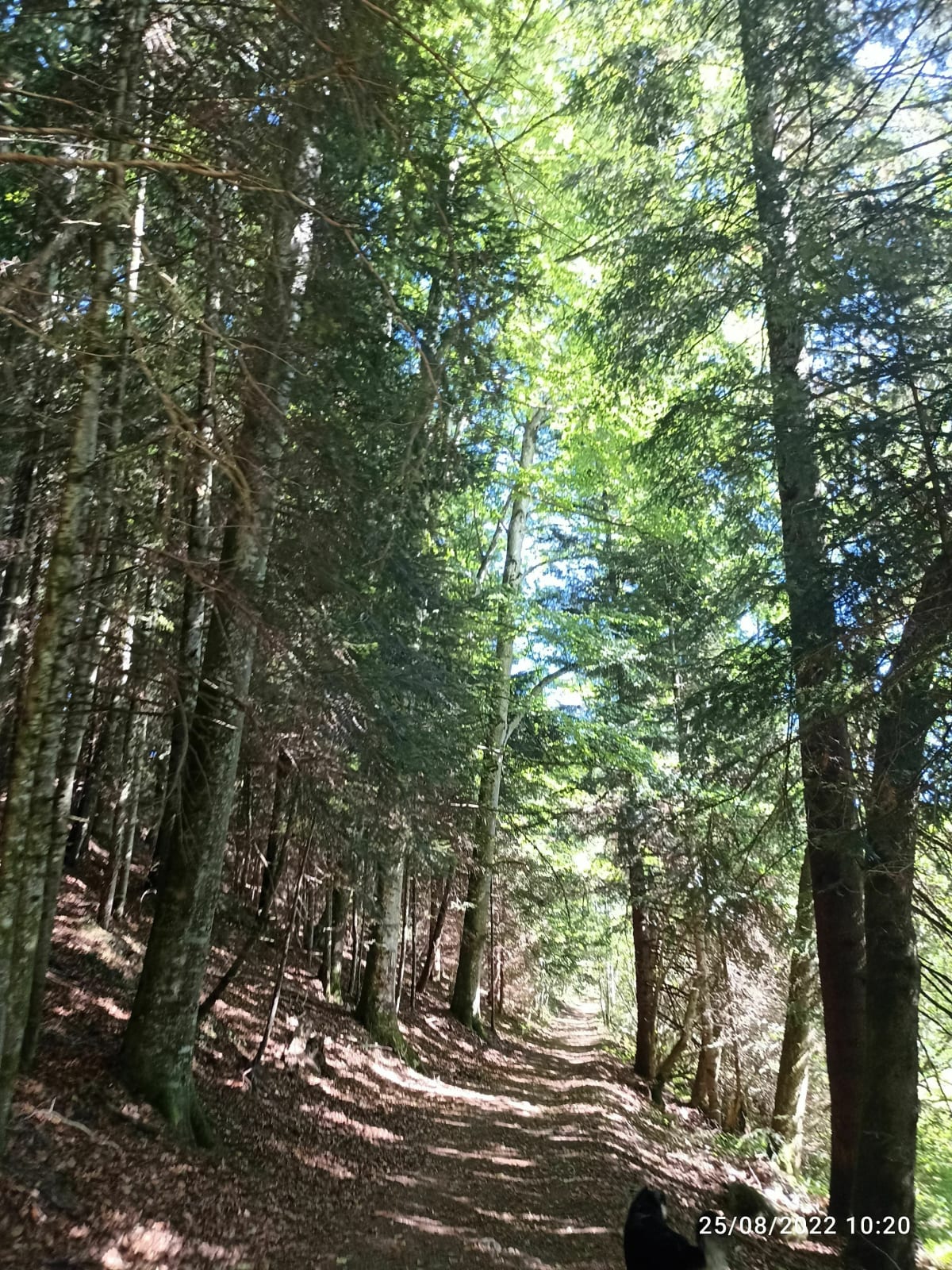 Corcieux entre ville, campagne et forêt - Corcieux