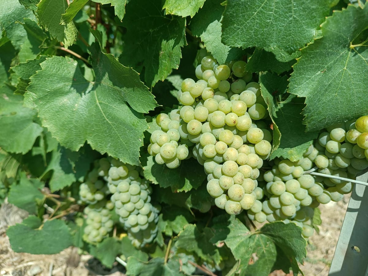 Autour d'Oeuilly, entre vignes et forêt... - Œuilly