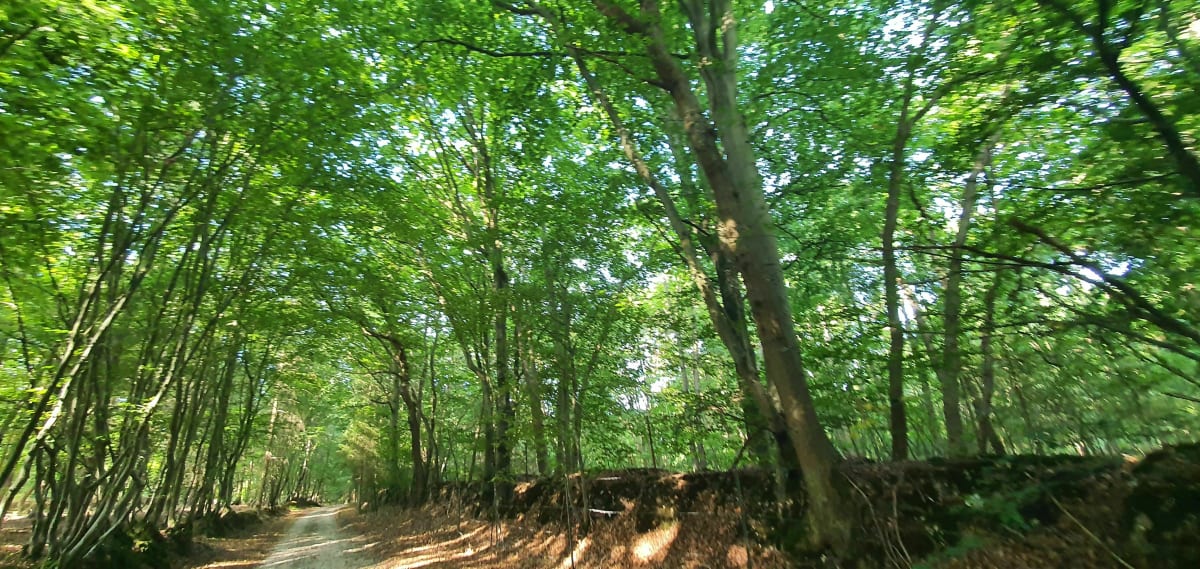 Découvrir la foret - Arelaune-en-Seine