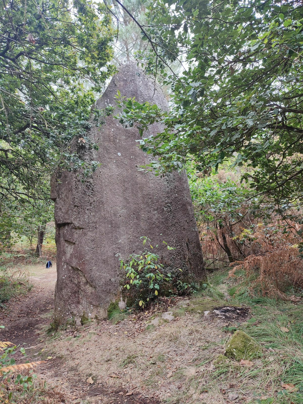 Sortie dans la Forêt de Lanvaux - Molac