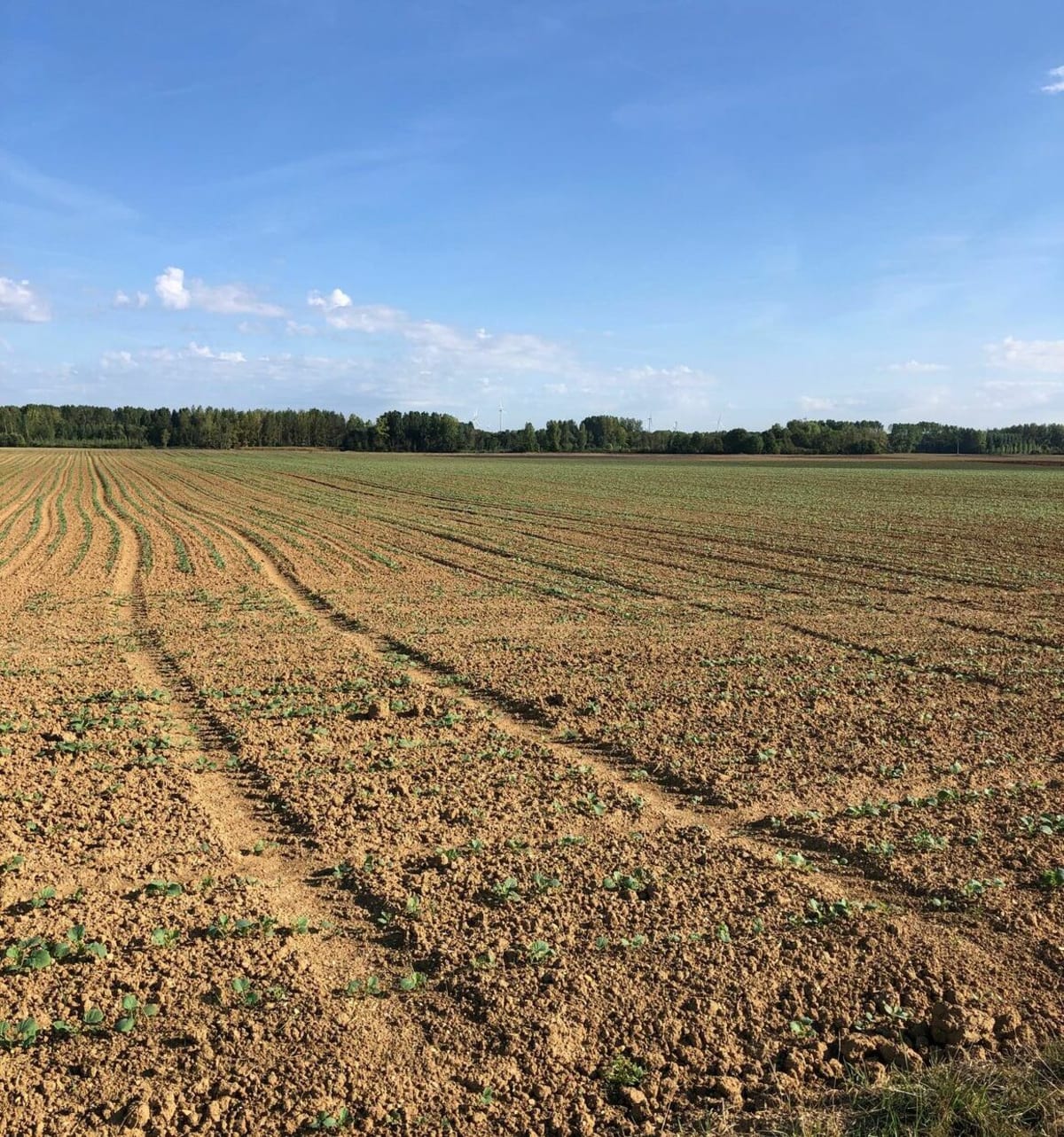 Balade en plaine de Sauvage - Annie