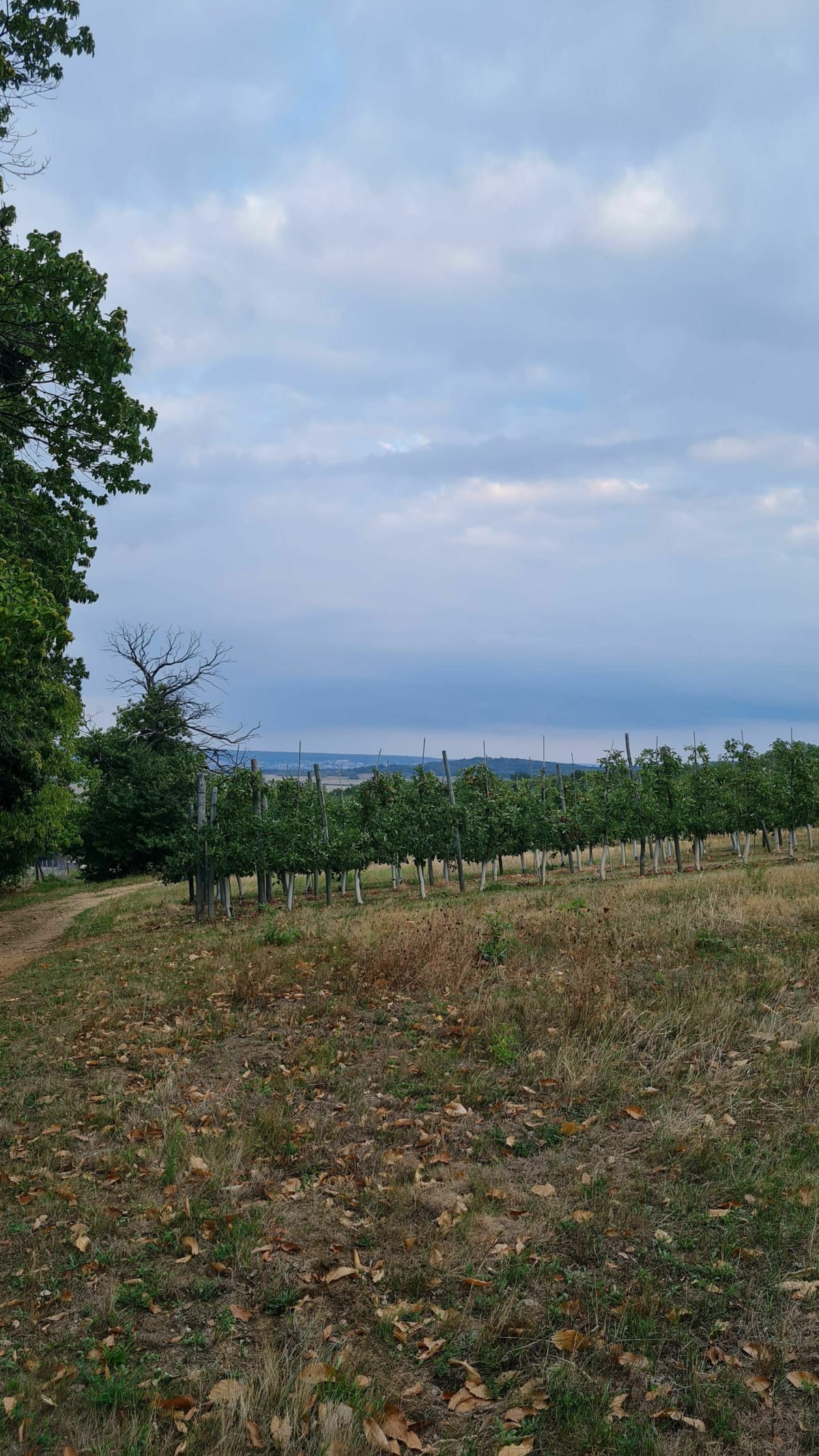 10 km dans la nature - Les Alluets-le-Roi