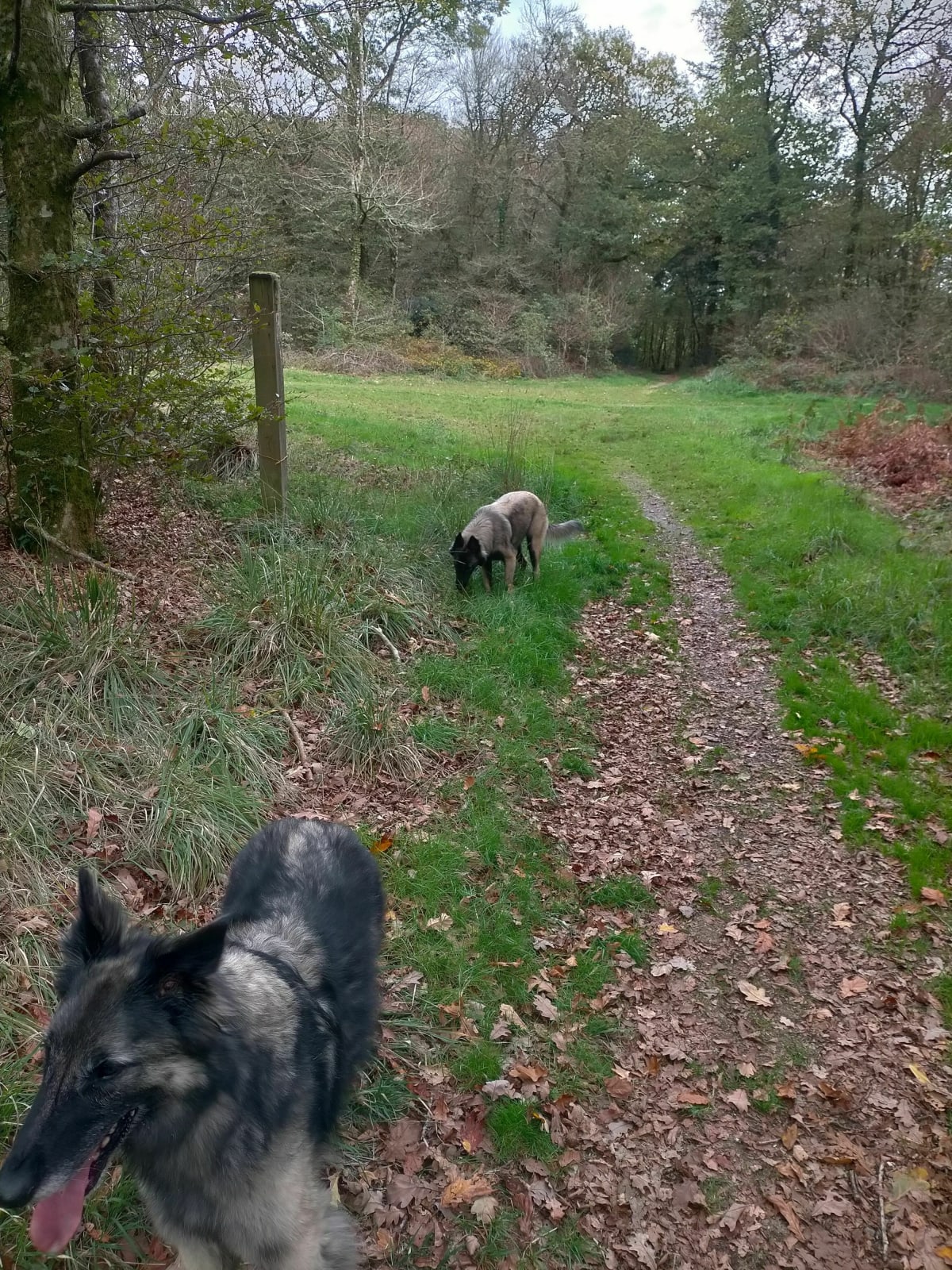 Petite détente en forêt de Coatloc'h - Scaër