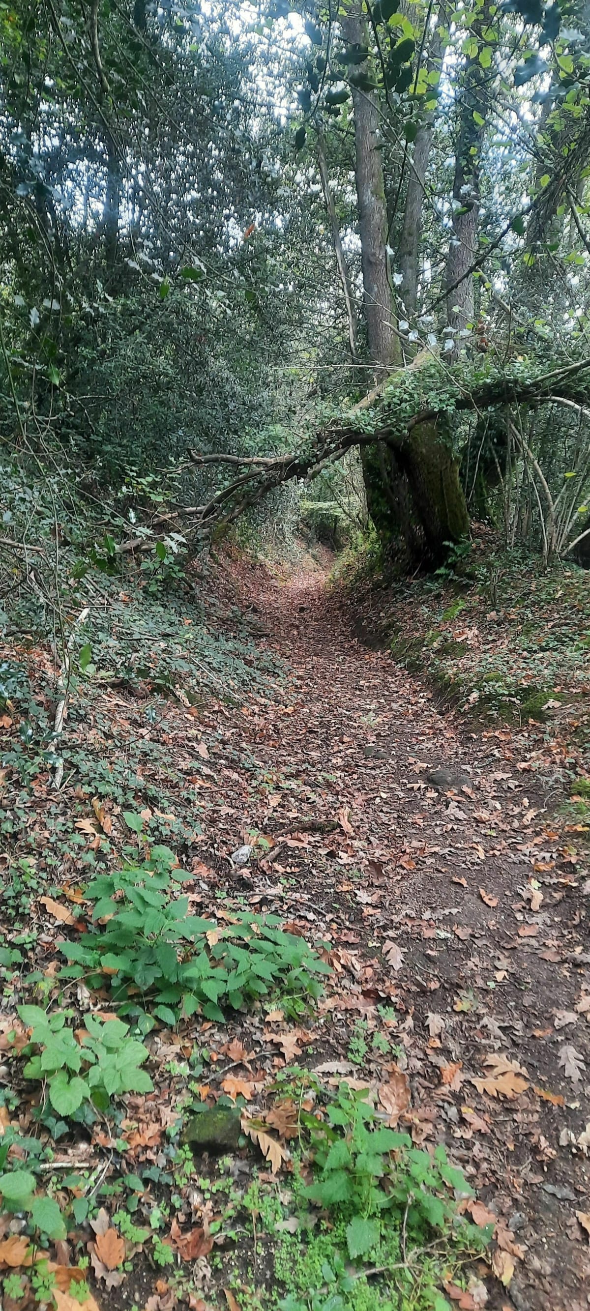 Balade dans la forêt de Vigneux de Bretagne - Vigneux-de-Bretagne