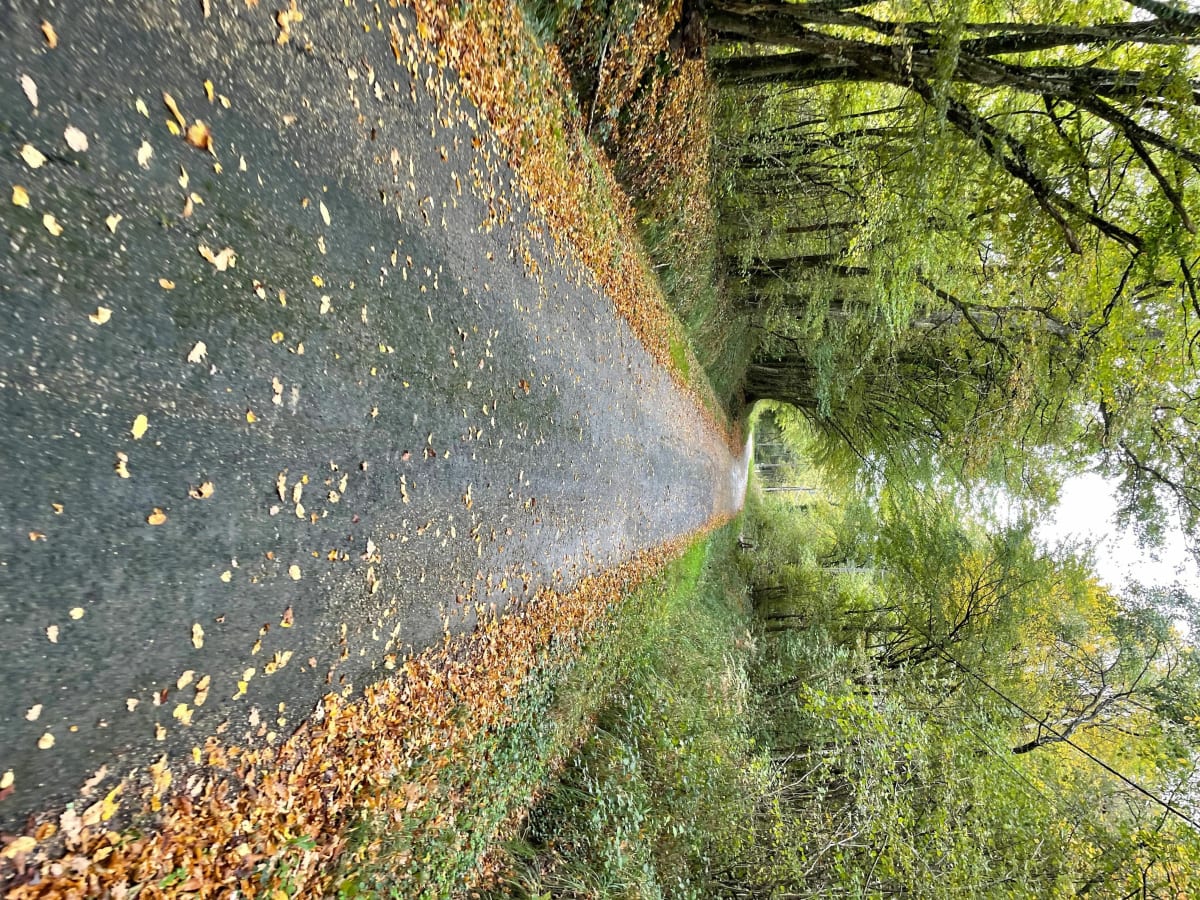 Petit tour à pied ou à vélo à Patard - Montrevel-en-Bresse