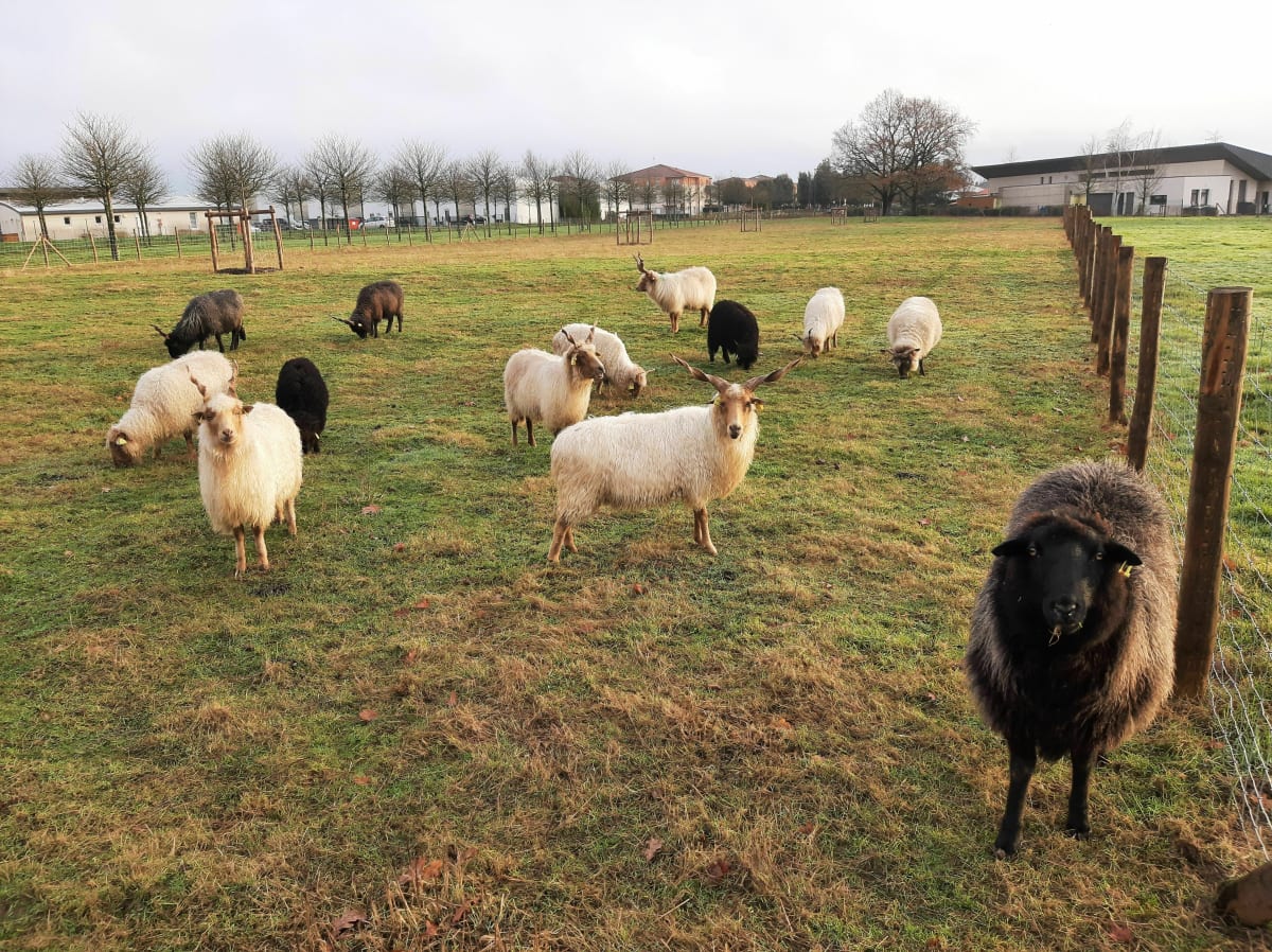 Marche dans le centre ville des Herbiers - Les Herbiers