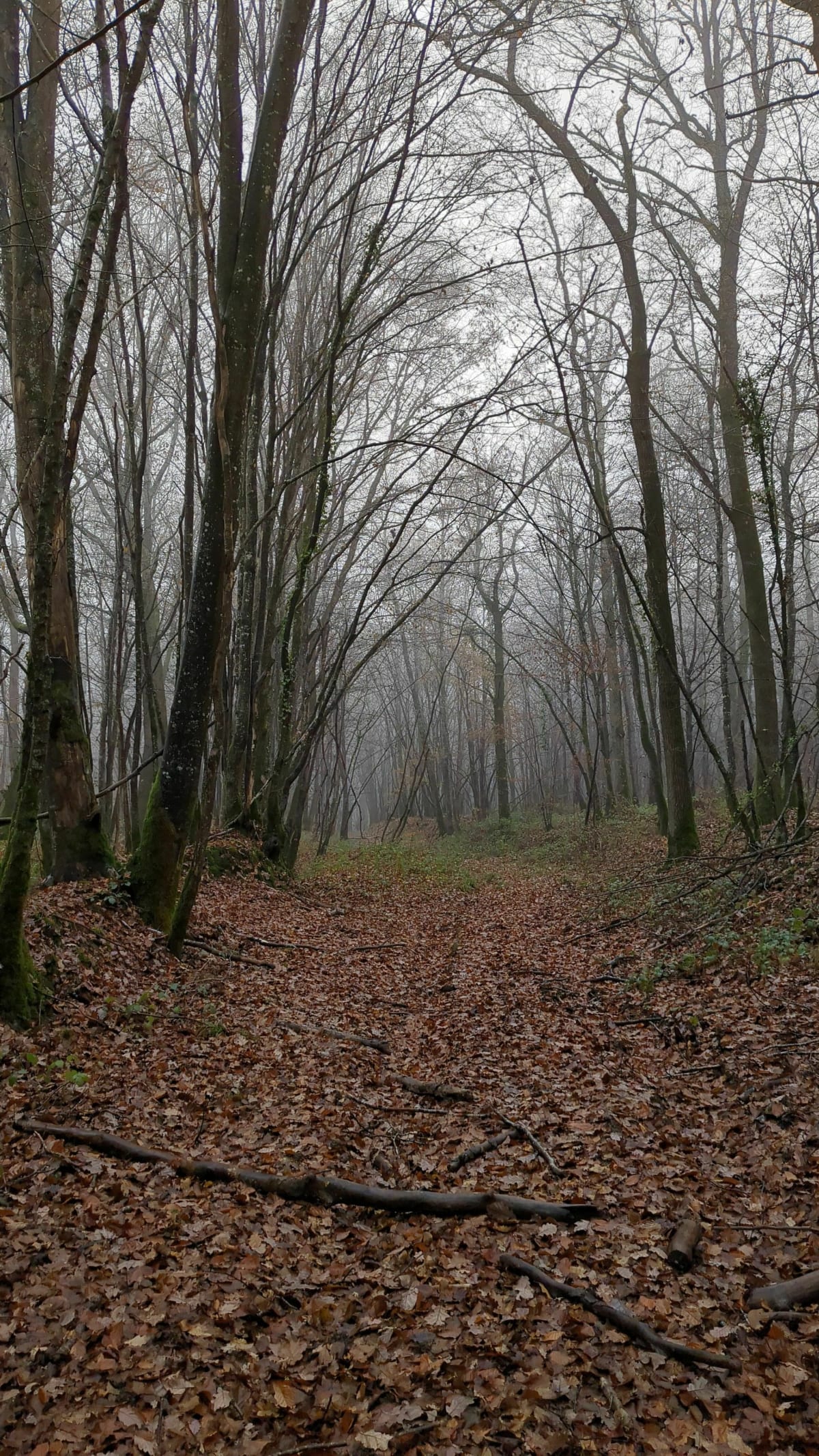 Sortie hivernale dans la forêt du Roncemay - Chassy