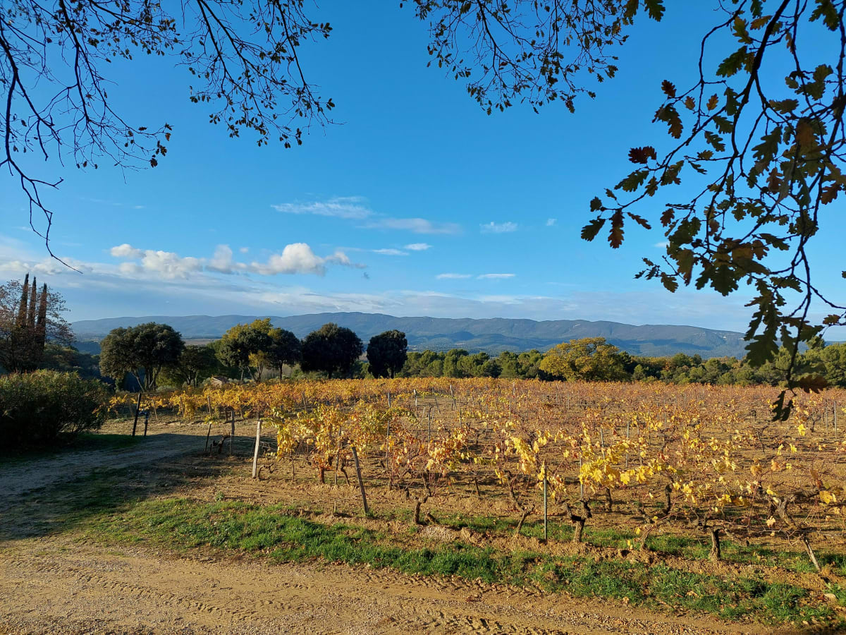 Entre vignes et oliviers du domaine Château La Dorgonne - La Tour-d'Aigues
