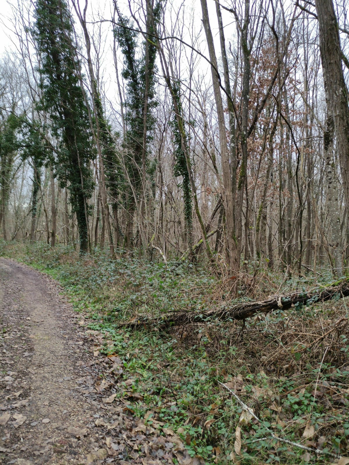 Randonnée avec les amis de la nature Monéteau, dans la forêt du Tureau du Bar - Monéteau