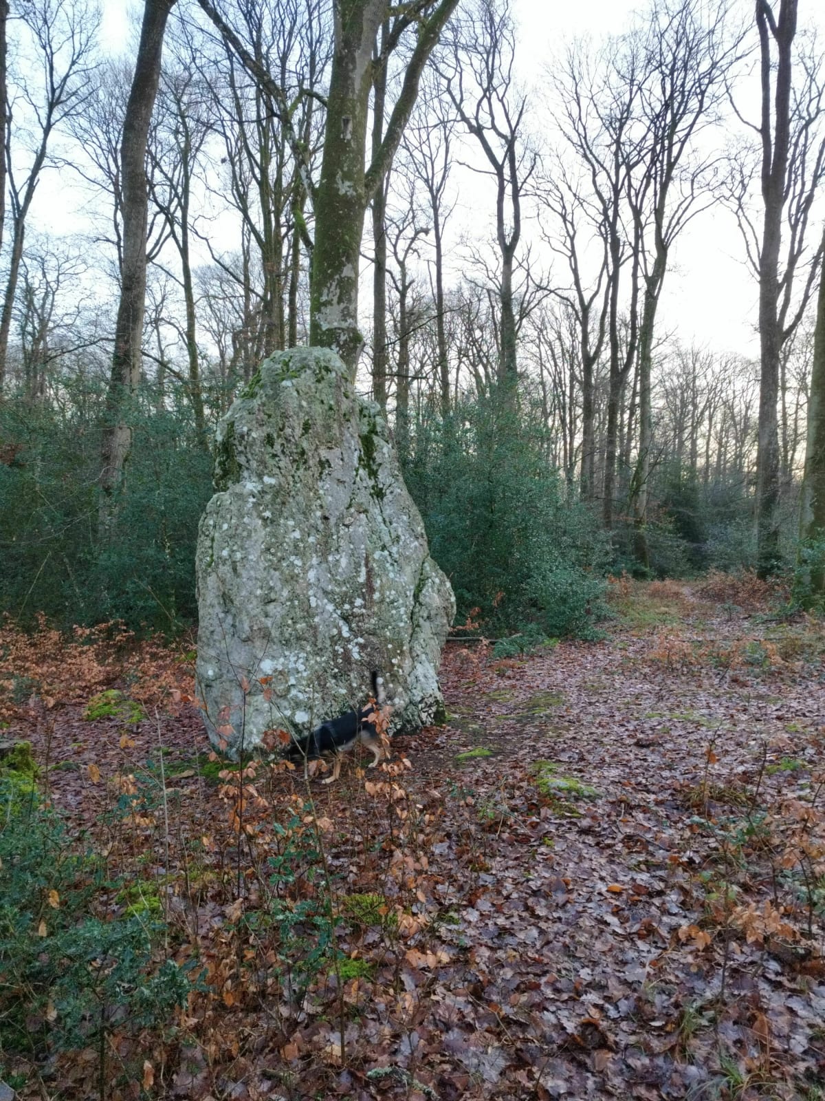 Découverte du Menhir de la Forêt de Haute-Sève - Saint-Aubin-du-Cormier