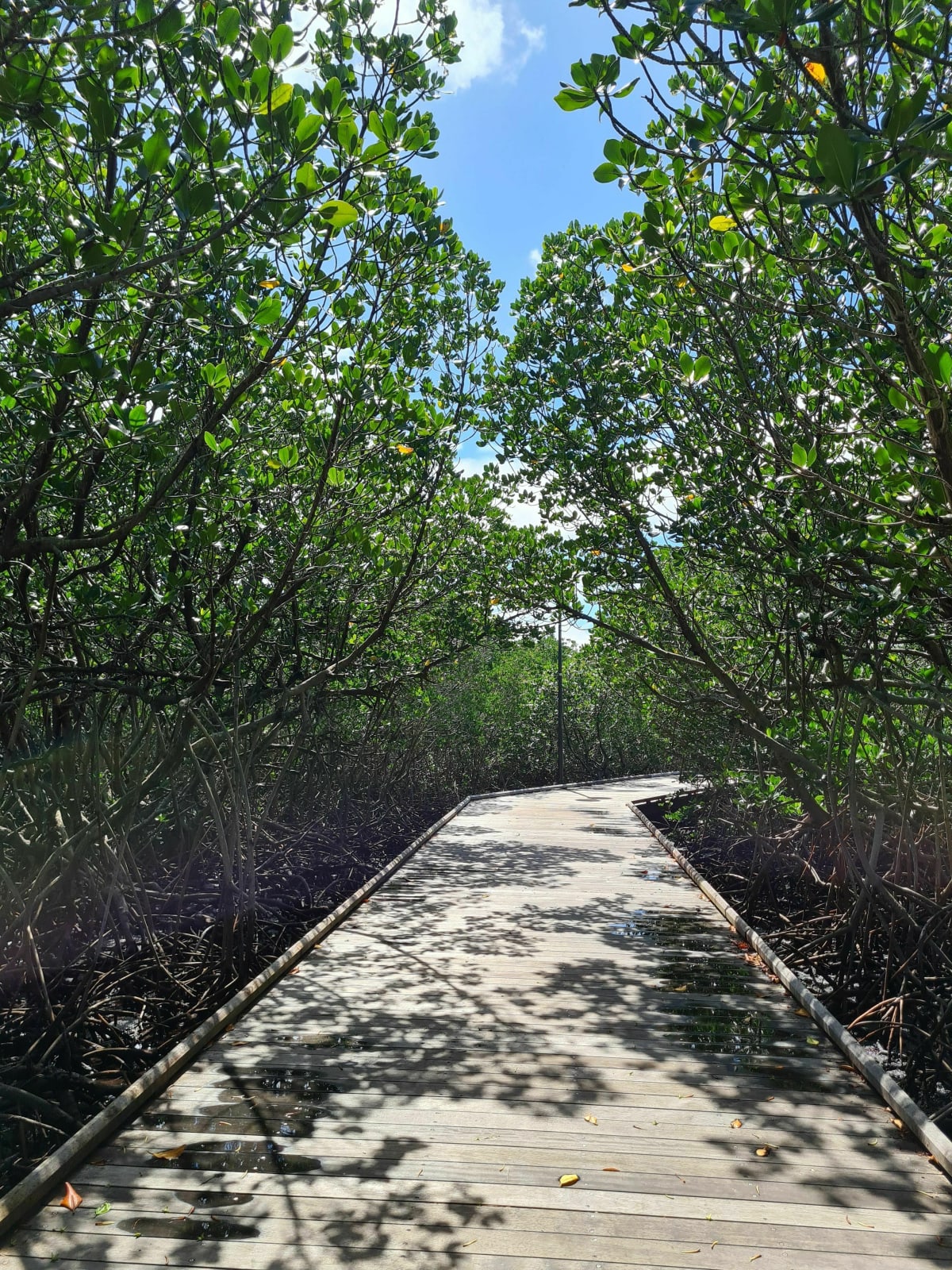 Marche alliant mangrove et baie - Magenta