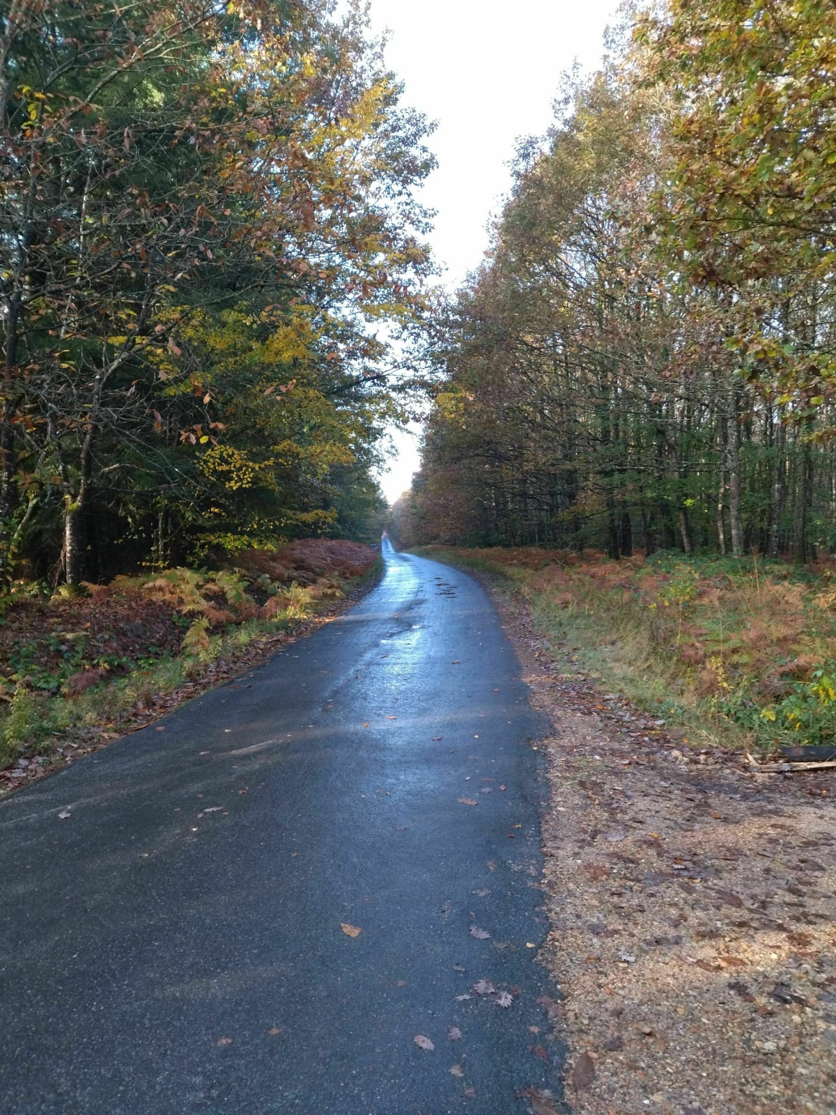 Course à pied en boucle autour de Saint Mars - Saint-Mars-de-Locquenay