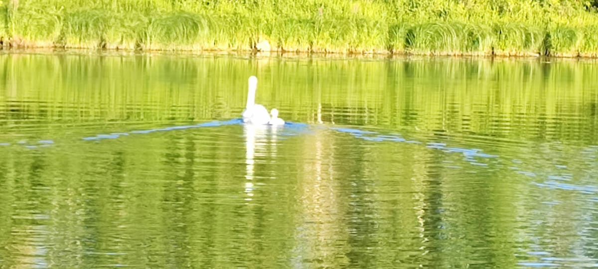 Balade en pleine nature de Boz - Boz