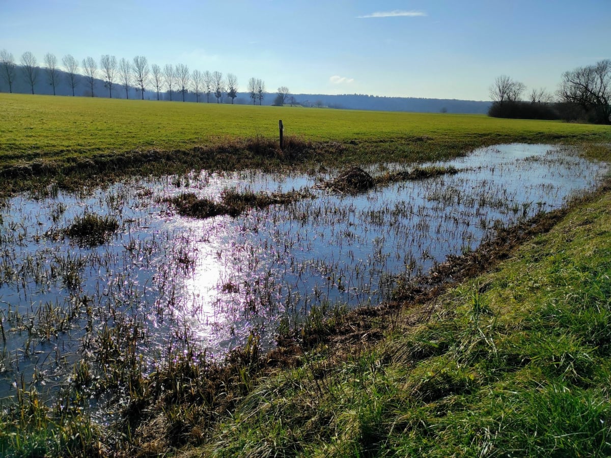Promenade dans la prairie de Fédry et ses bords de Saône - Fédry