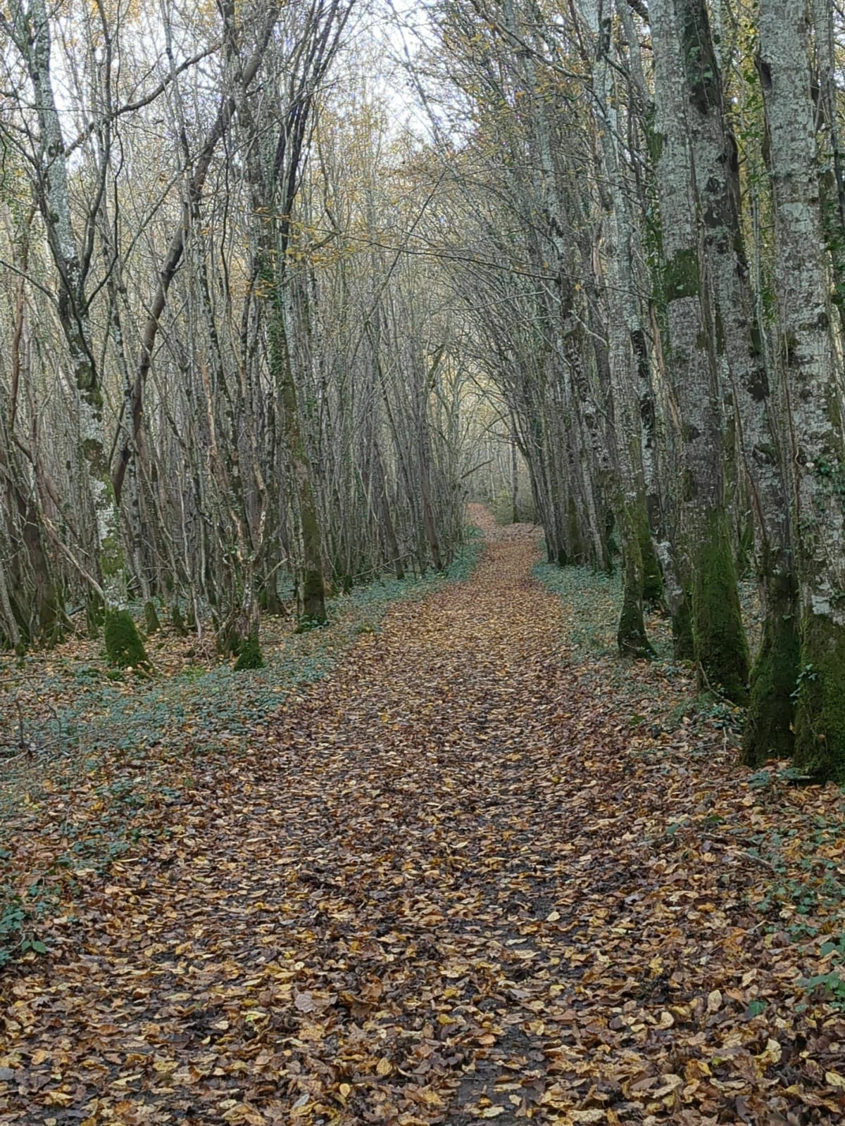 L'étang de le Moinerie - Villiers-Saint-Benoît