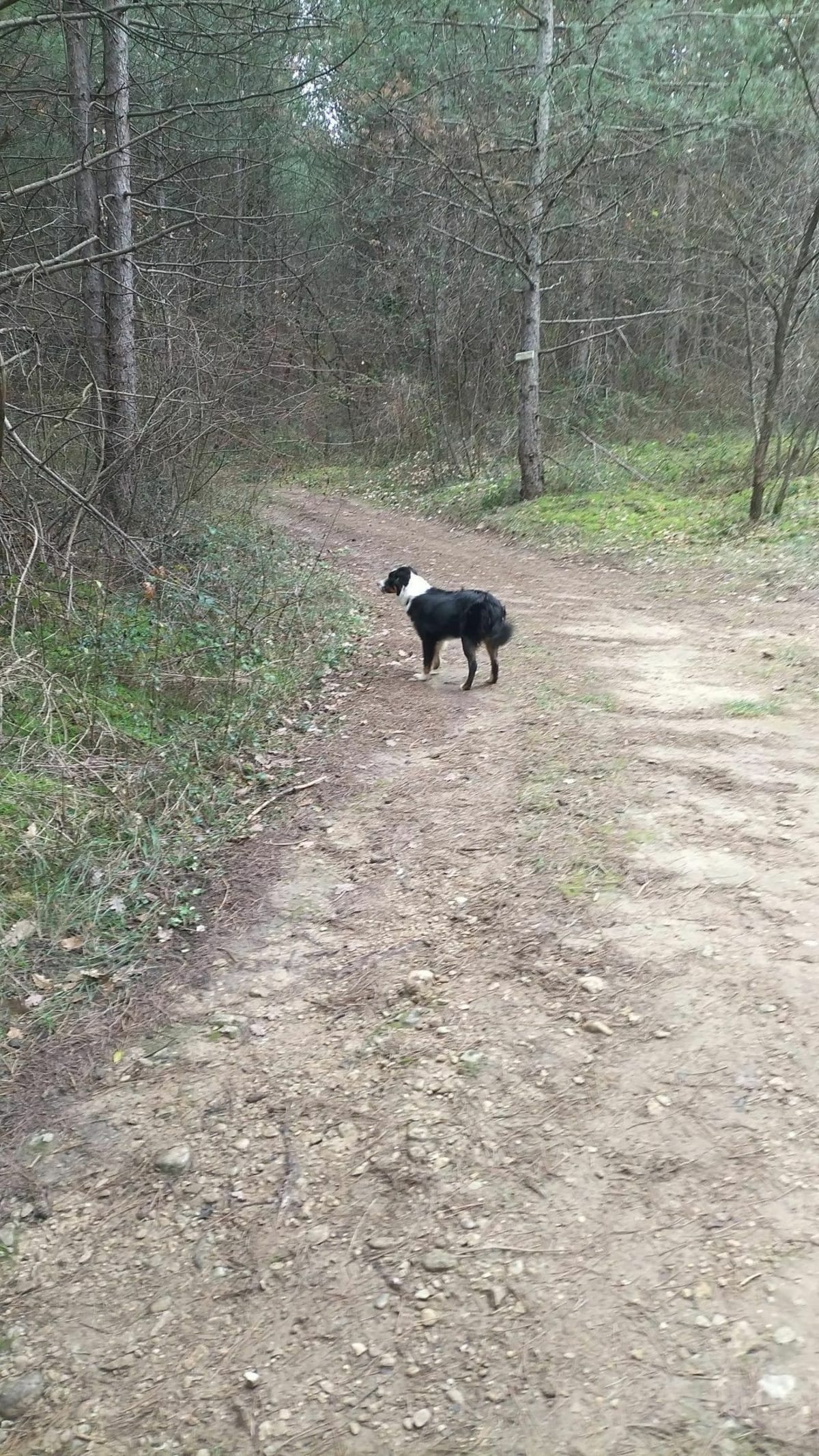 Les bois de Loriol au Briand - Loriol-sur-Drôme