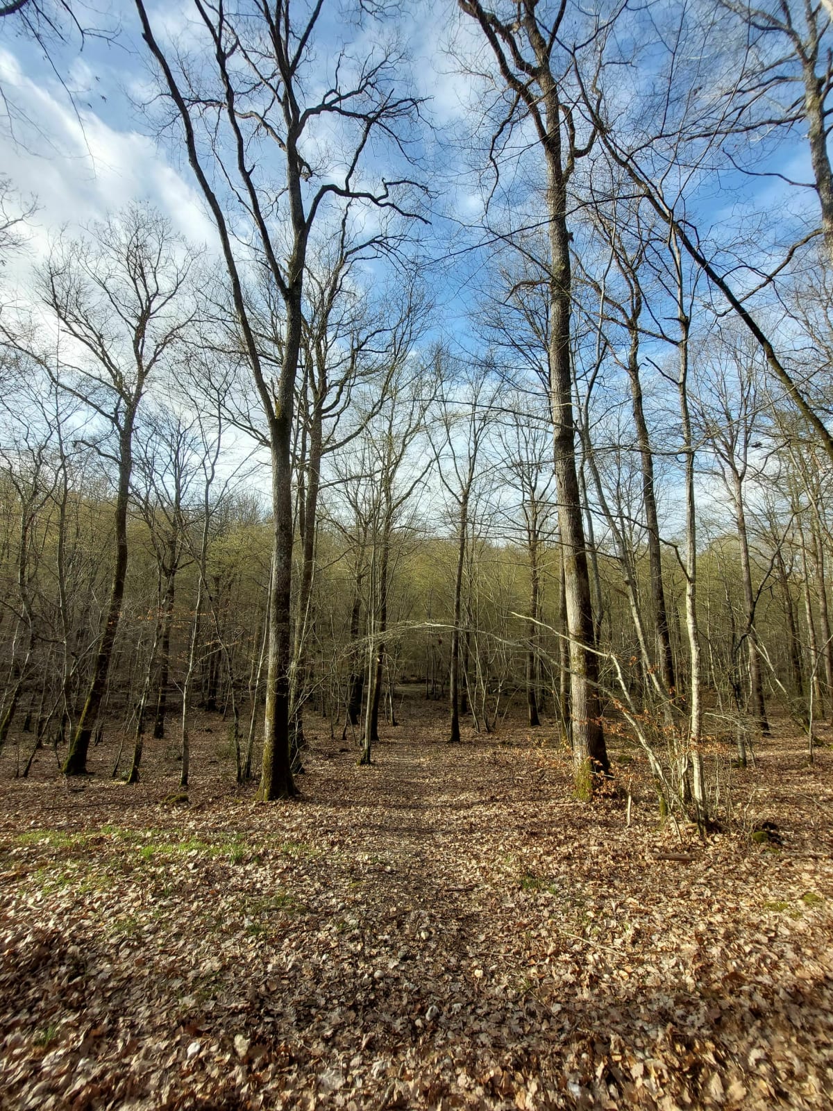 Forêt de Montargis côté Est - La Chapelle-Saint-Sépulcre