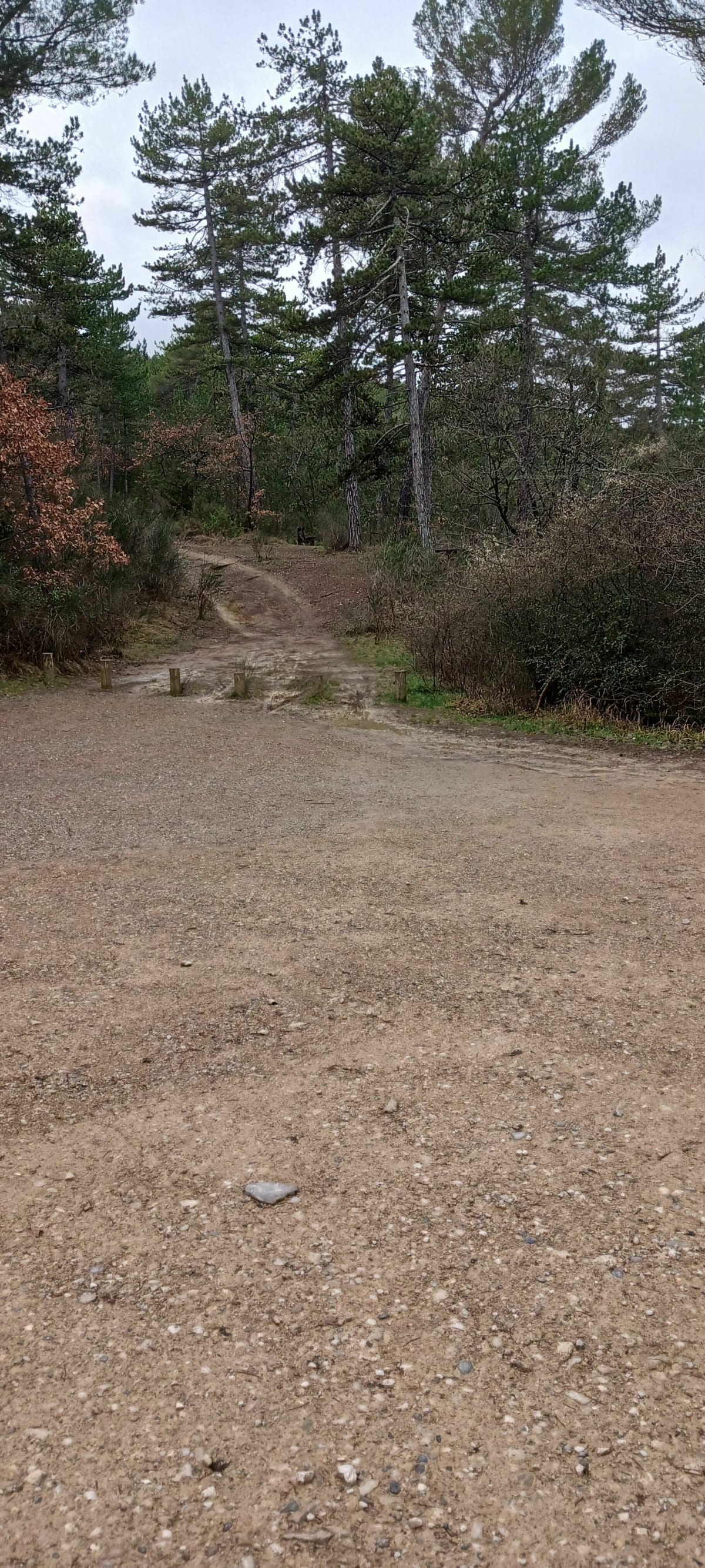 Marche Nordique en forêt de Pélissier - Manosque