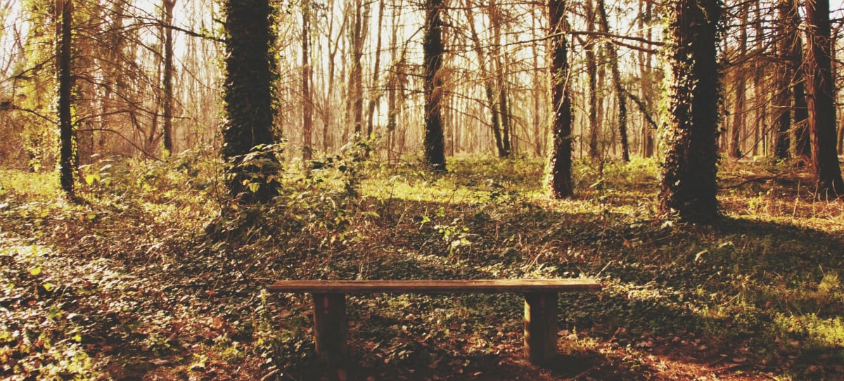 Balade à vélo en forêt Orléanaise - Vieilles-Maisons-sur-Joudry