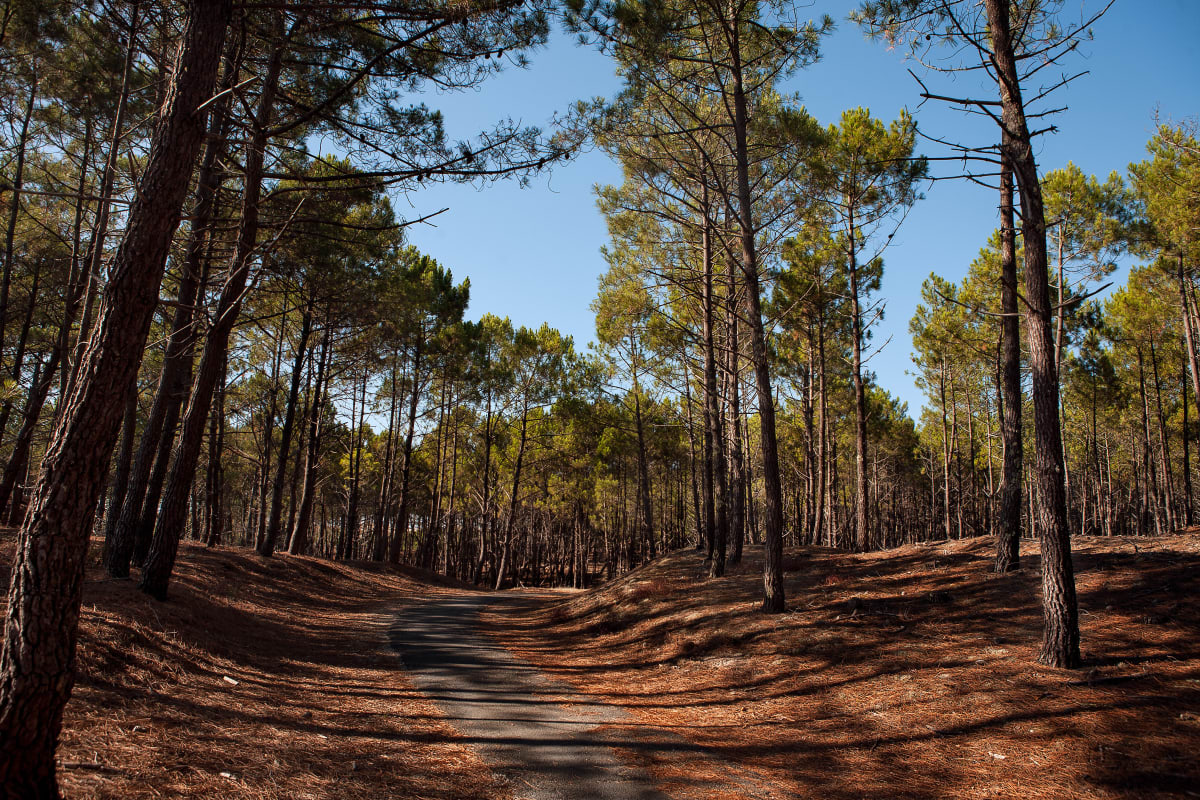 Balade en forêt Nézer - Gujan-Mestras