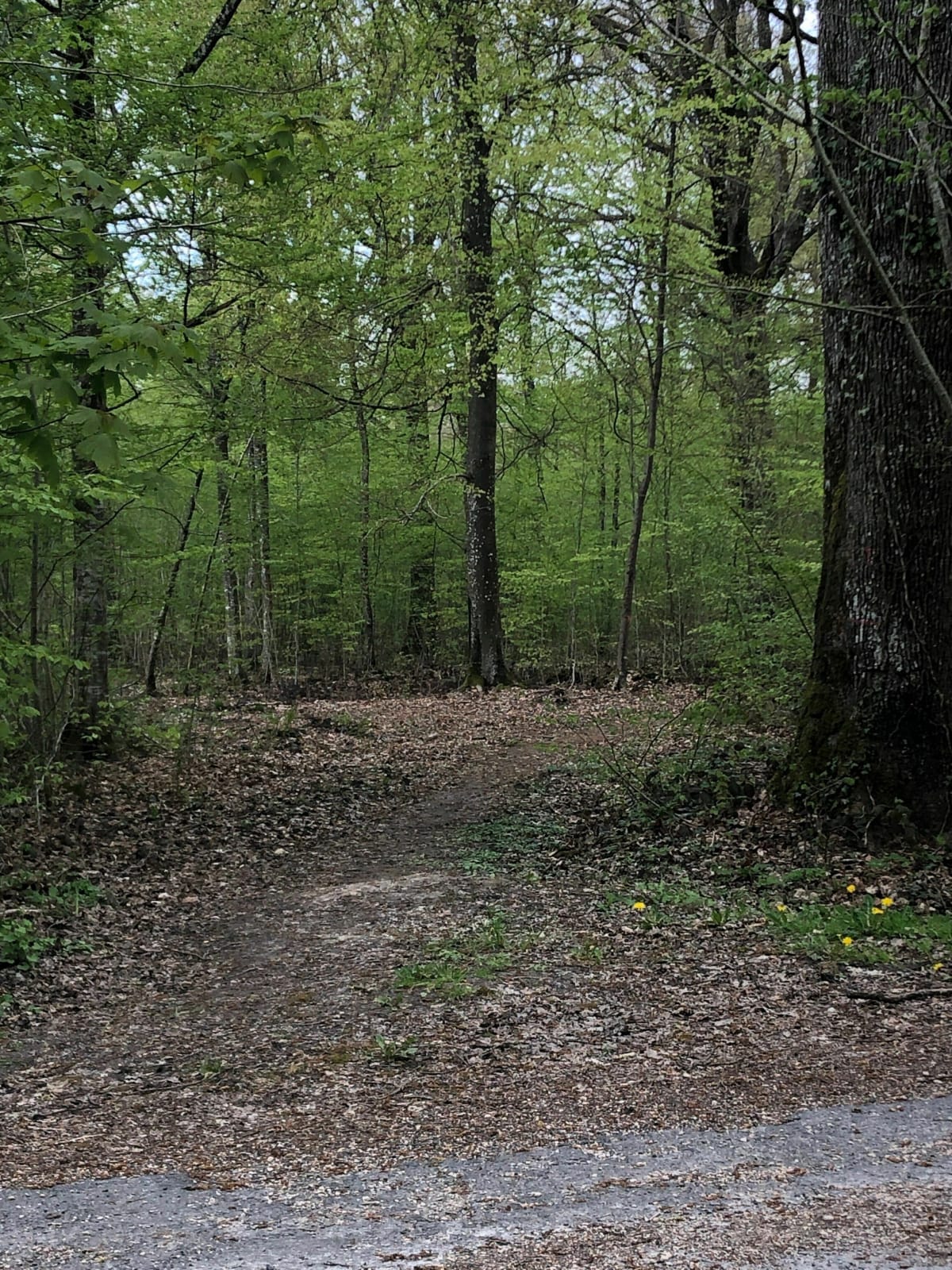 Sortie à VTT dans la montagne de Reims - Sermiers