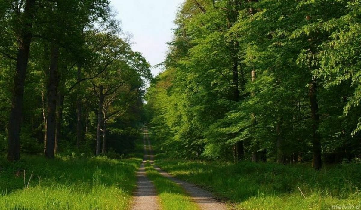 Forêt de Mormal au départ d'Obies - THOMAS