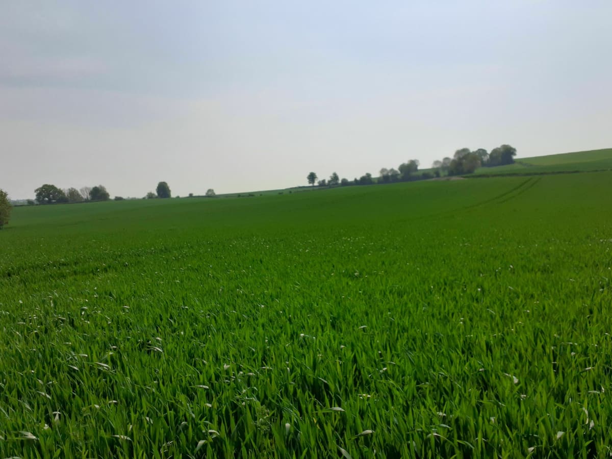 Le bois des deux villages par Fond Bruchet - Fressin
