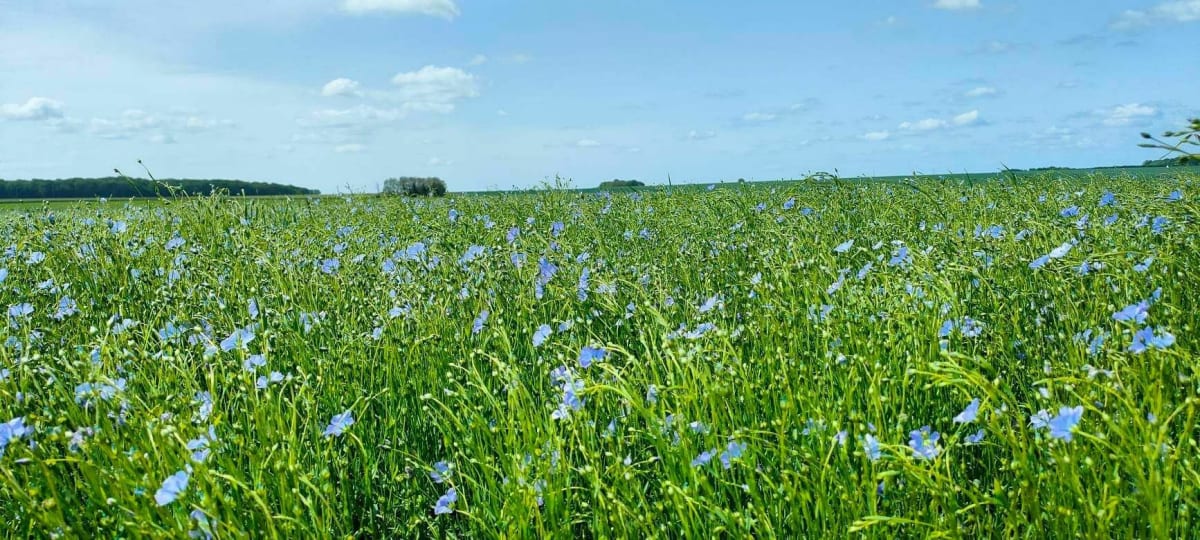 Balade en plaine de Menilles - Ménilles