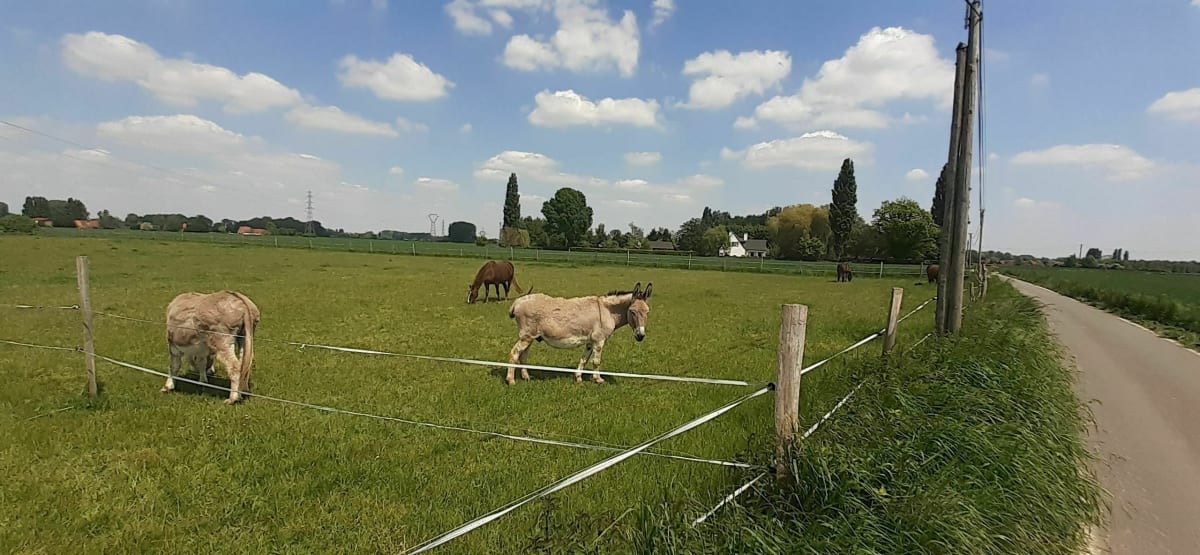 Sortie en campagne périmètre réduit optimisé - Wambrechies
