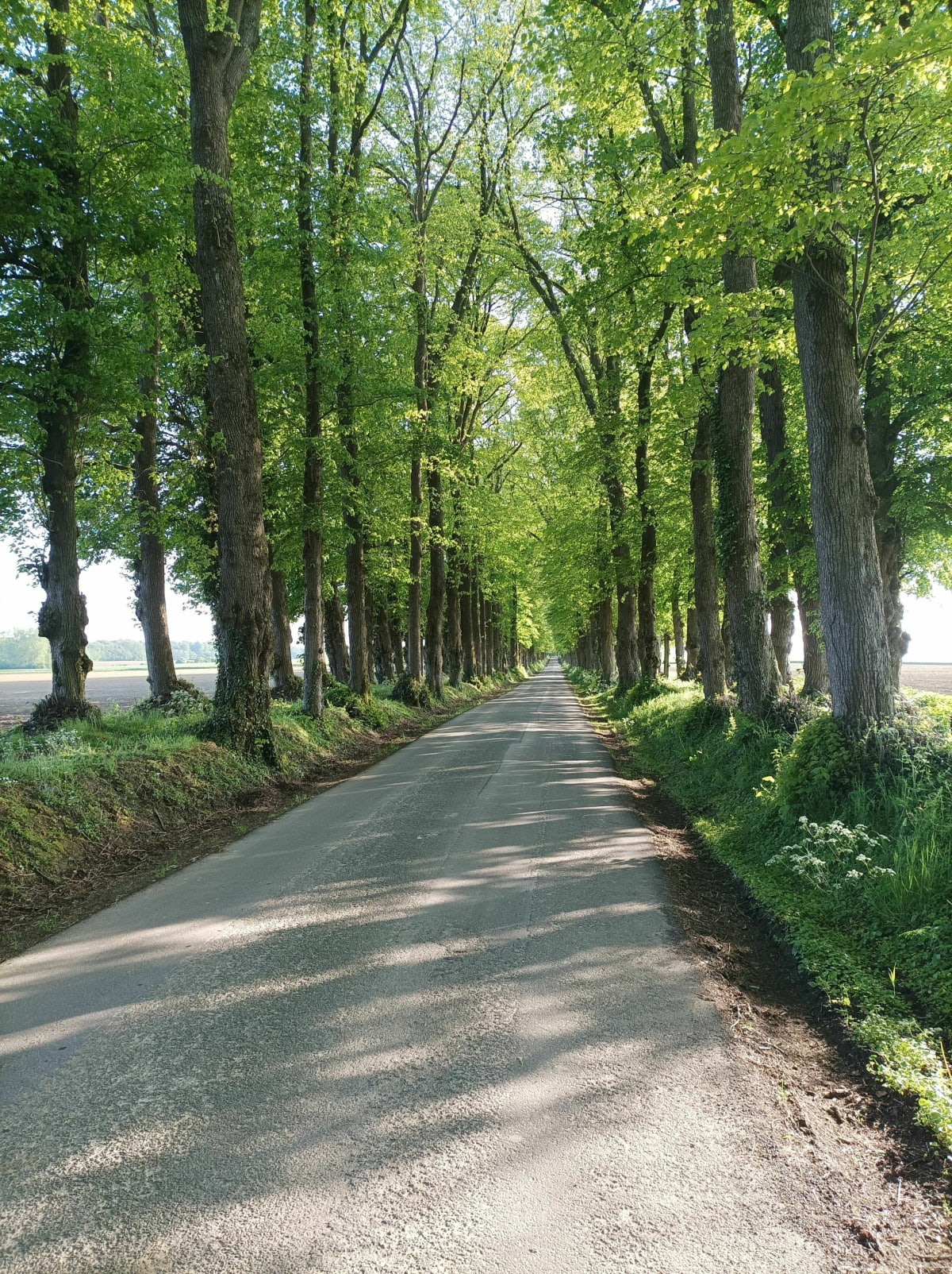 Allée des Tilleuls et Route de l'Avesnois à vélo - Givenchy-le-Noble