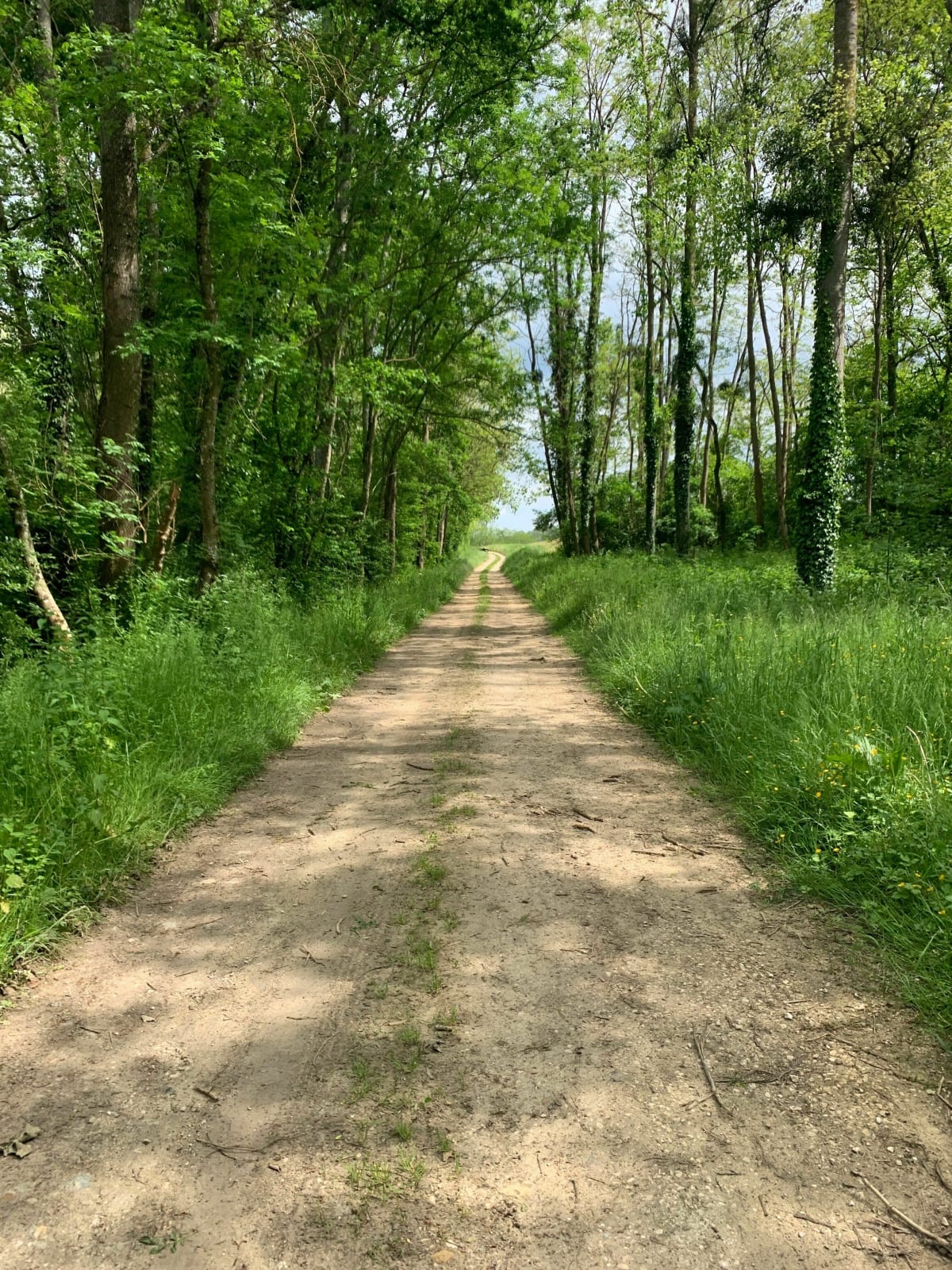 Sortie en sous-bois à Appoigny - Jérôme