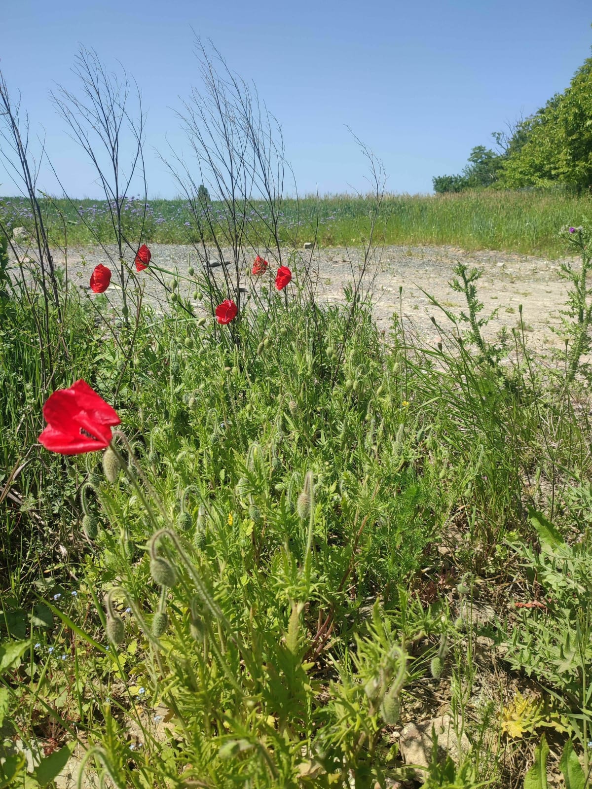 Boucle entre Oise, Somme et l'Aisne. - Genvry