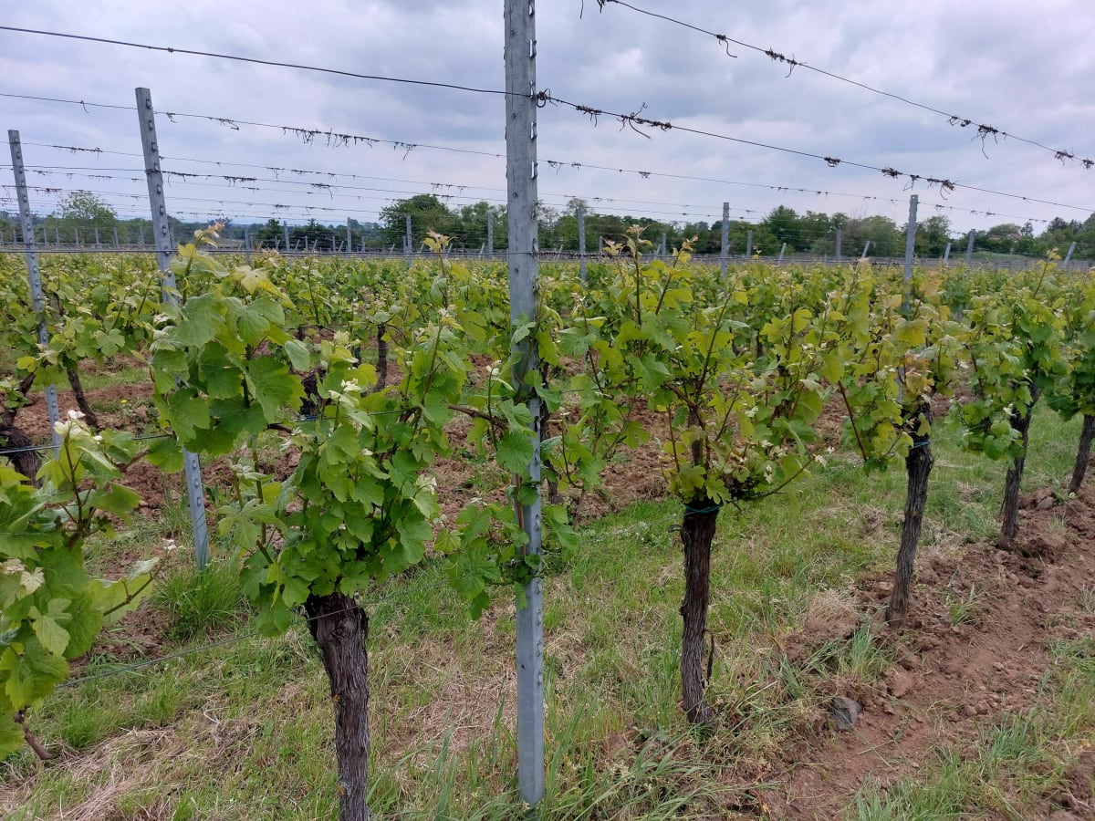 Balade dans le vignoble alsacien à Bernardswiller - Bernardswiller