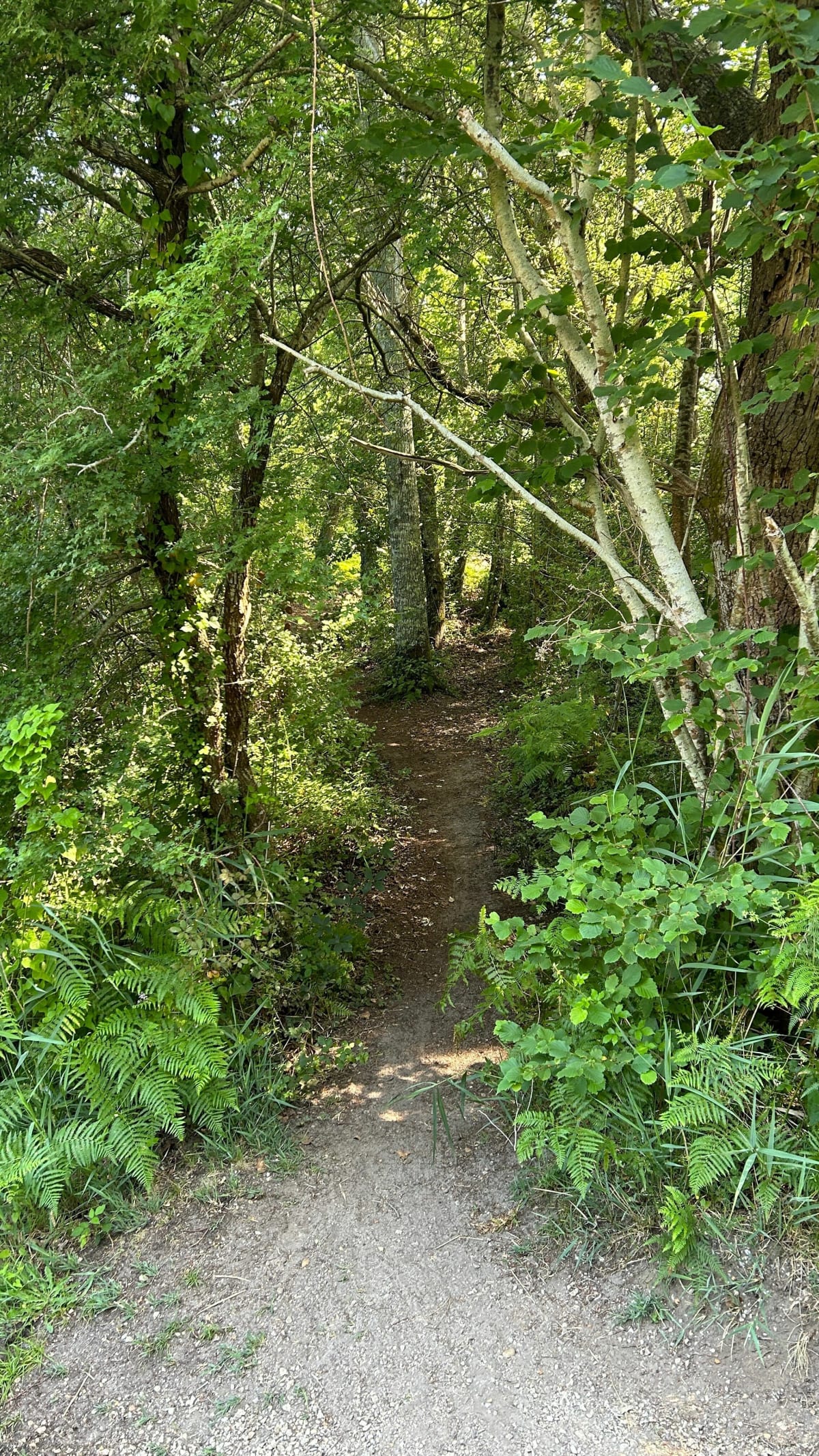 Le long des Crastes - Lanton