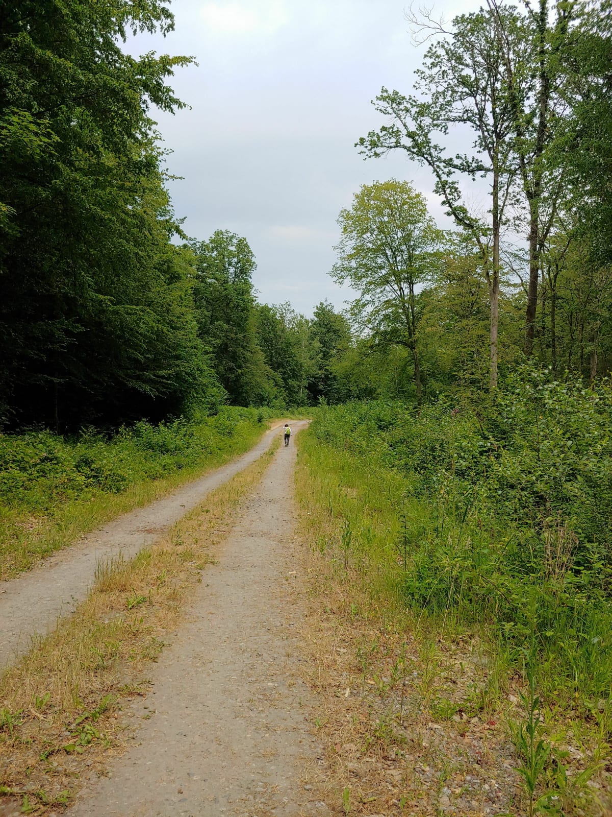 Forêt de Vauclair par Bois Balet et Saint Victor - Bouconville-Vauclair
