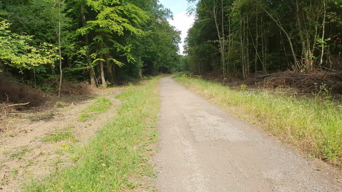 Circuit en forêt depuis Avril - Avril