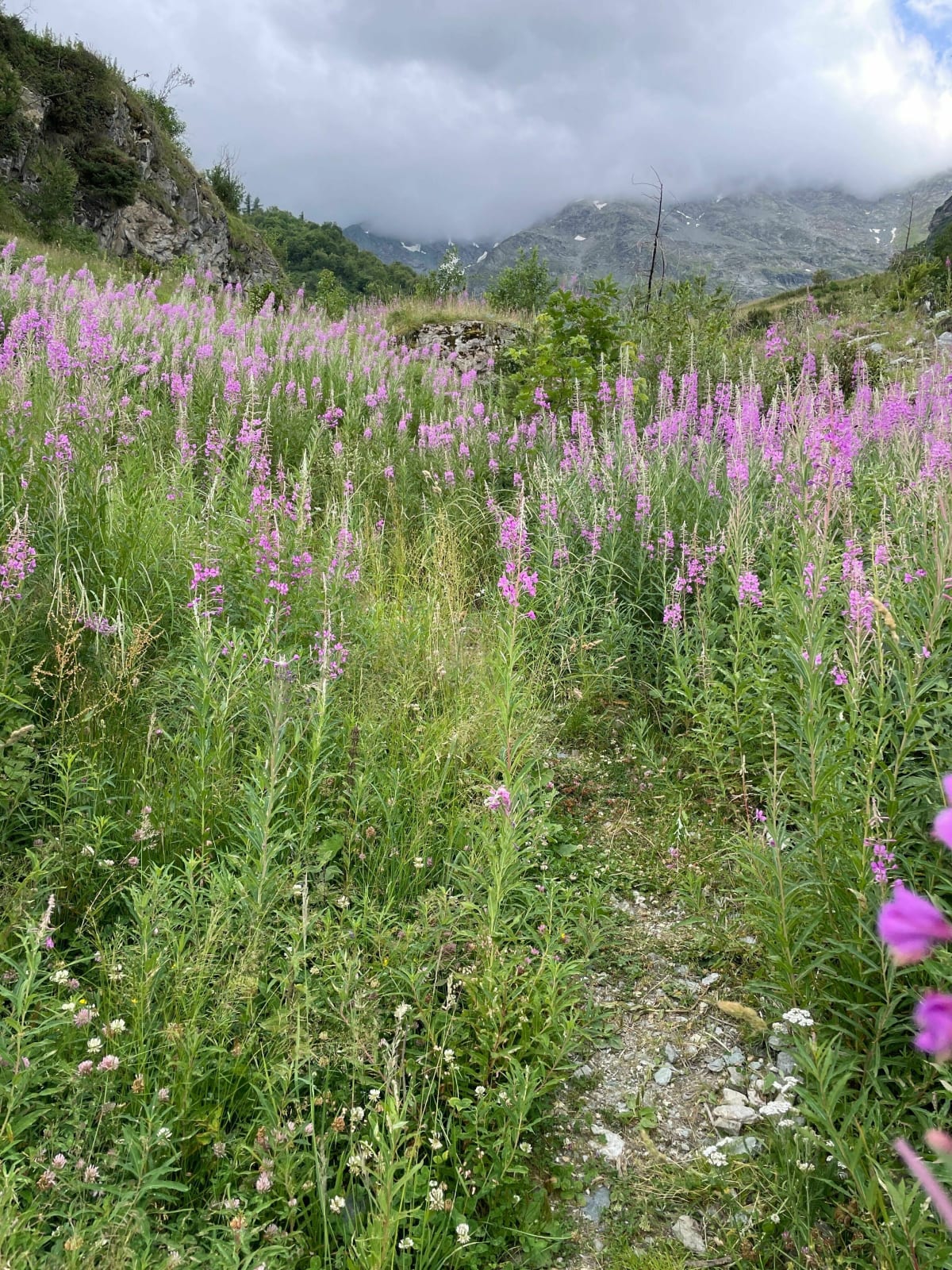 Petite balade au départ des Lanches jusqu’au petit glacier - Peisey-Nancroix