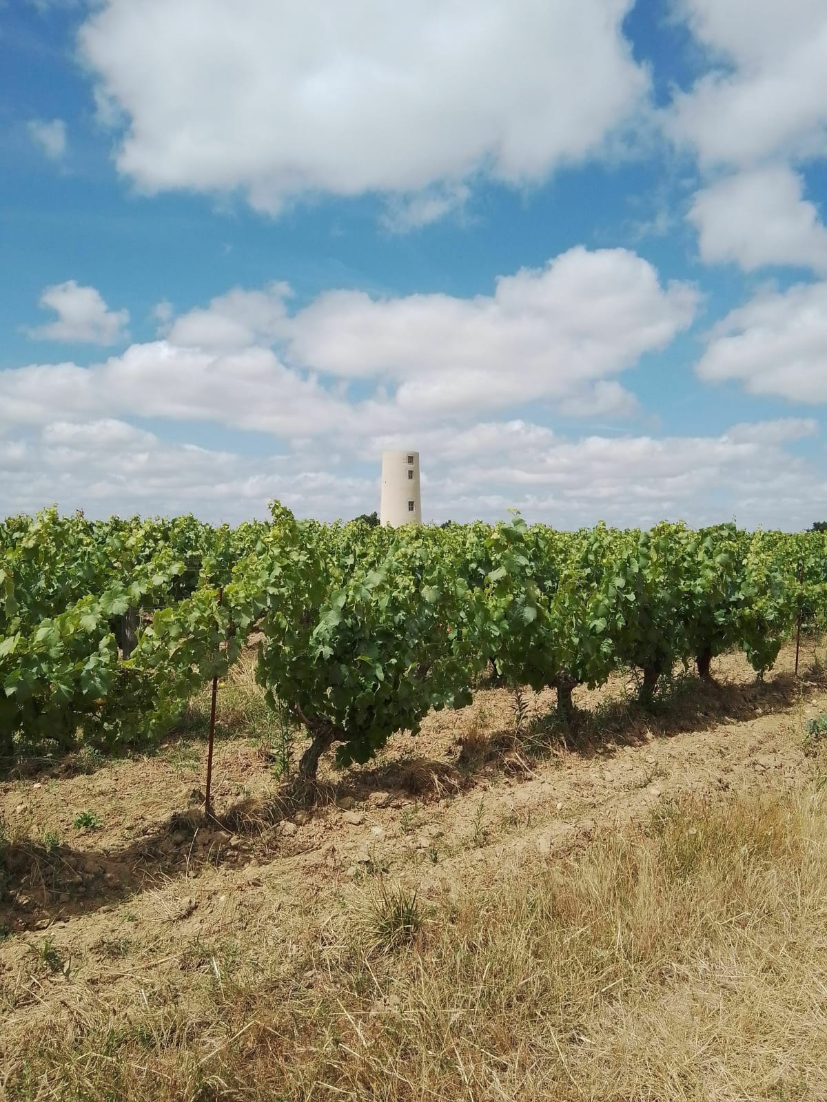 Découverte du vignoble depuis La Limouzinière - La Limouzinière