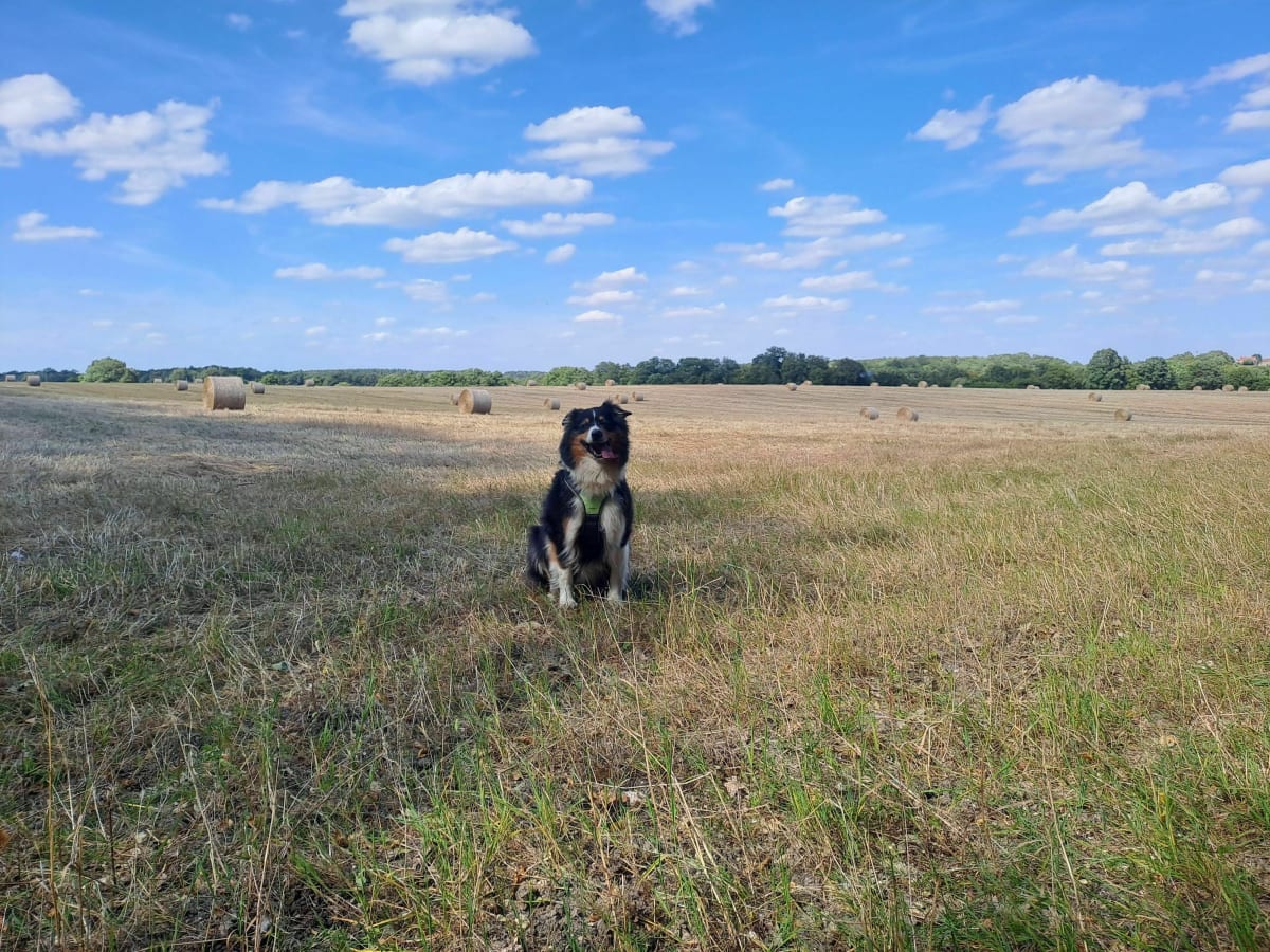 Sous-bois de Cinq-Mars-la-Pile - Mazières-de-Touraine