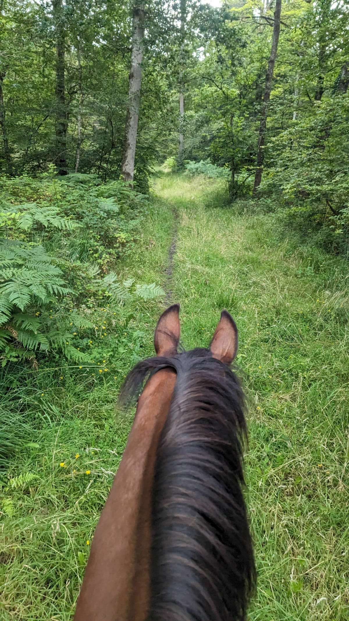 Sortie entre Bernesq et la Forêt de Cerisy - Bernesq