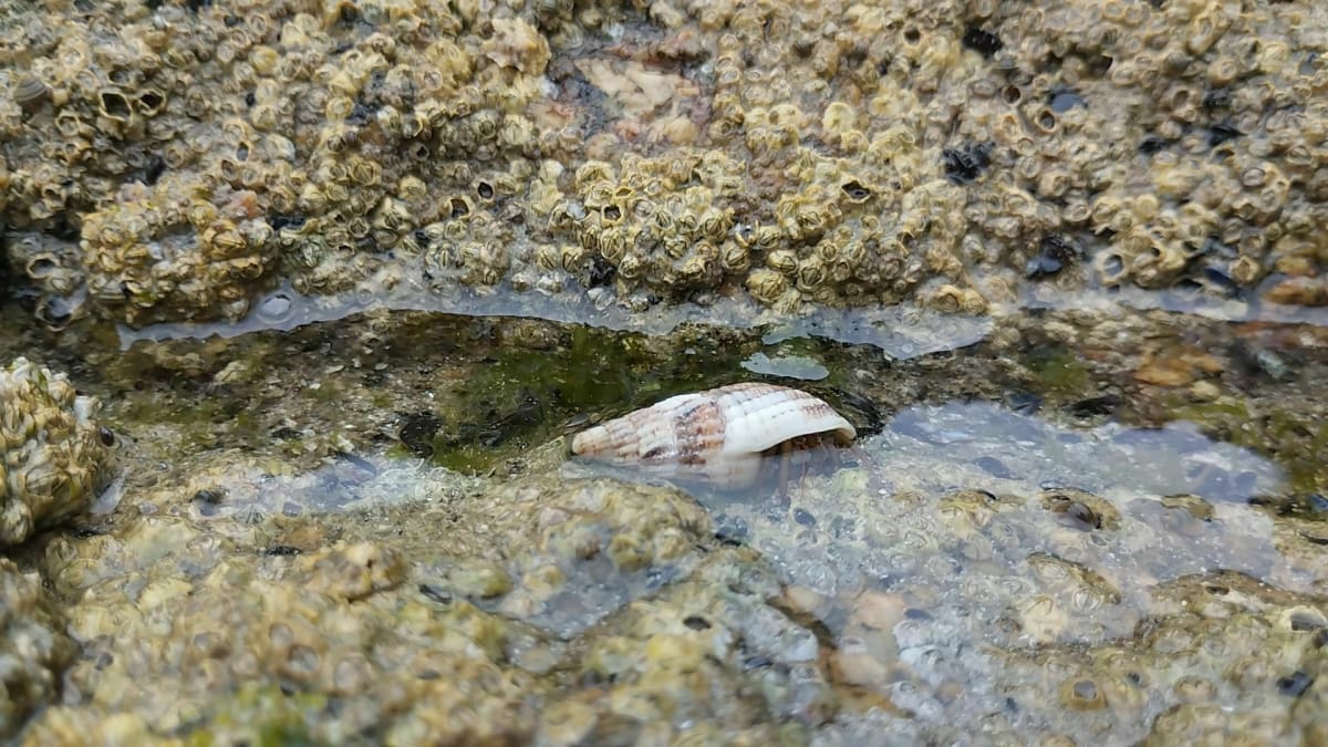 Port Manec'h en zijn strand - Névez
