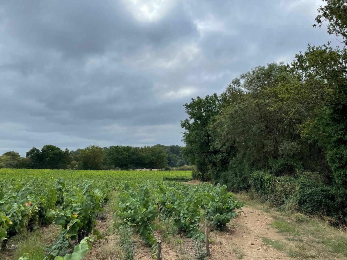 Boucle dans le vignoble Nantais - Rezé