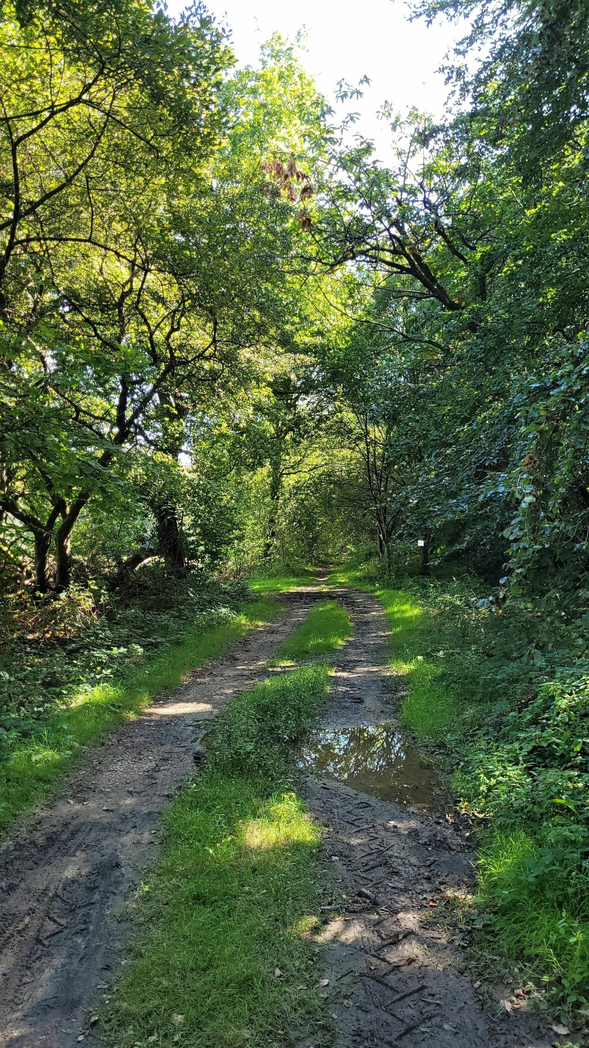 Circuit van Gué Renaie naar Mi-Forêt de Rennes - Liffré