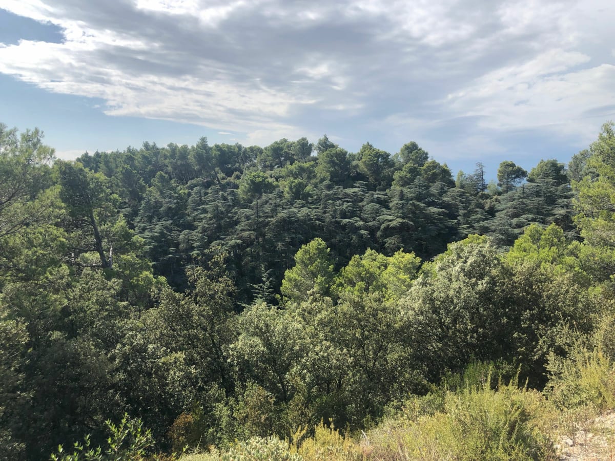 Chemin de la Caume - Saint-Rémy-de-Provence
