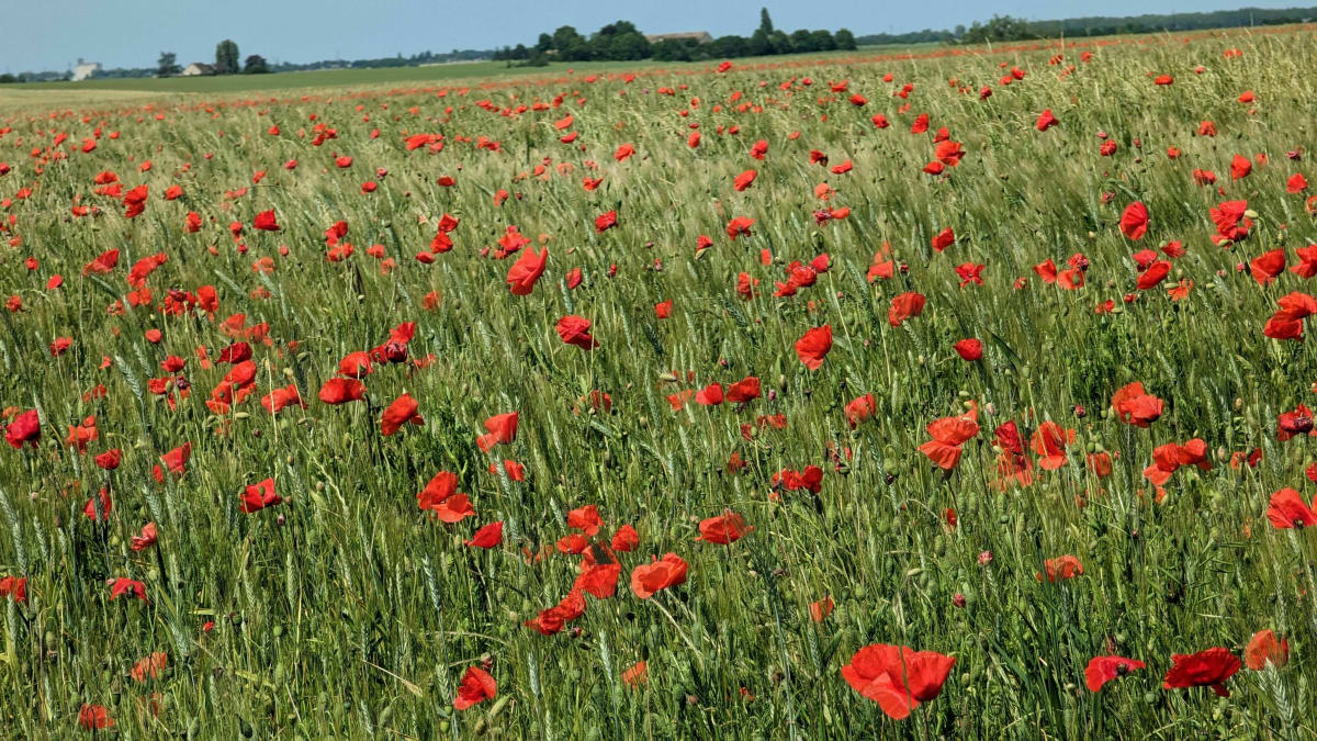 Boucle depuis Champagne en forêt de Rambouillet - Goussainville