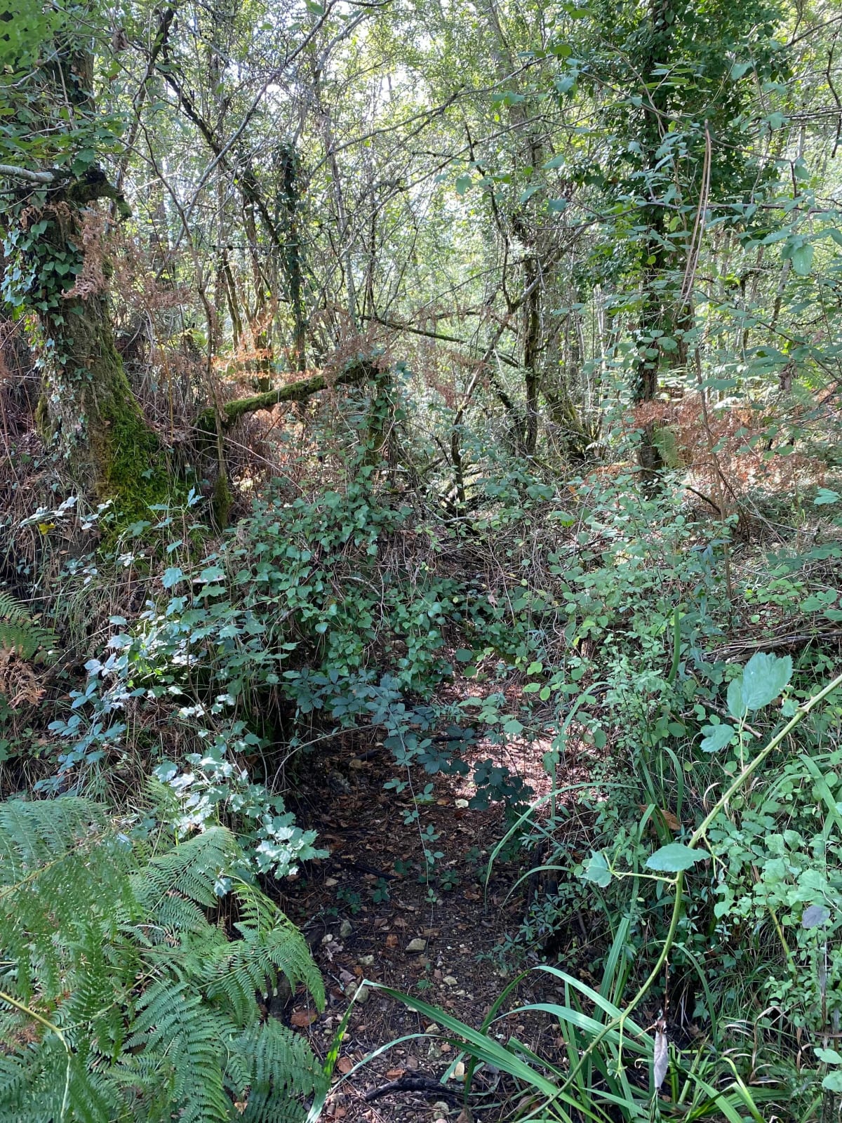 Parcours de l'Escouley par Villeranque - Avensan
