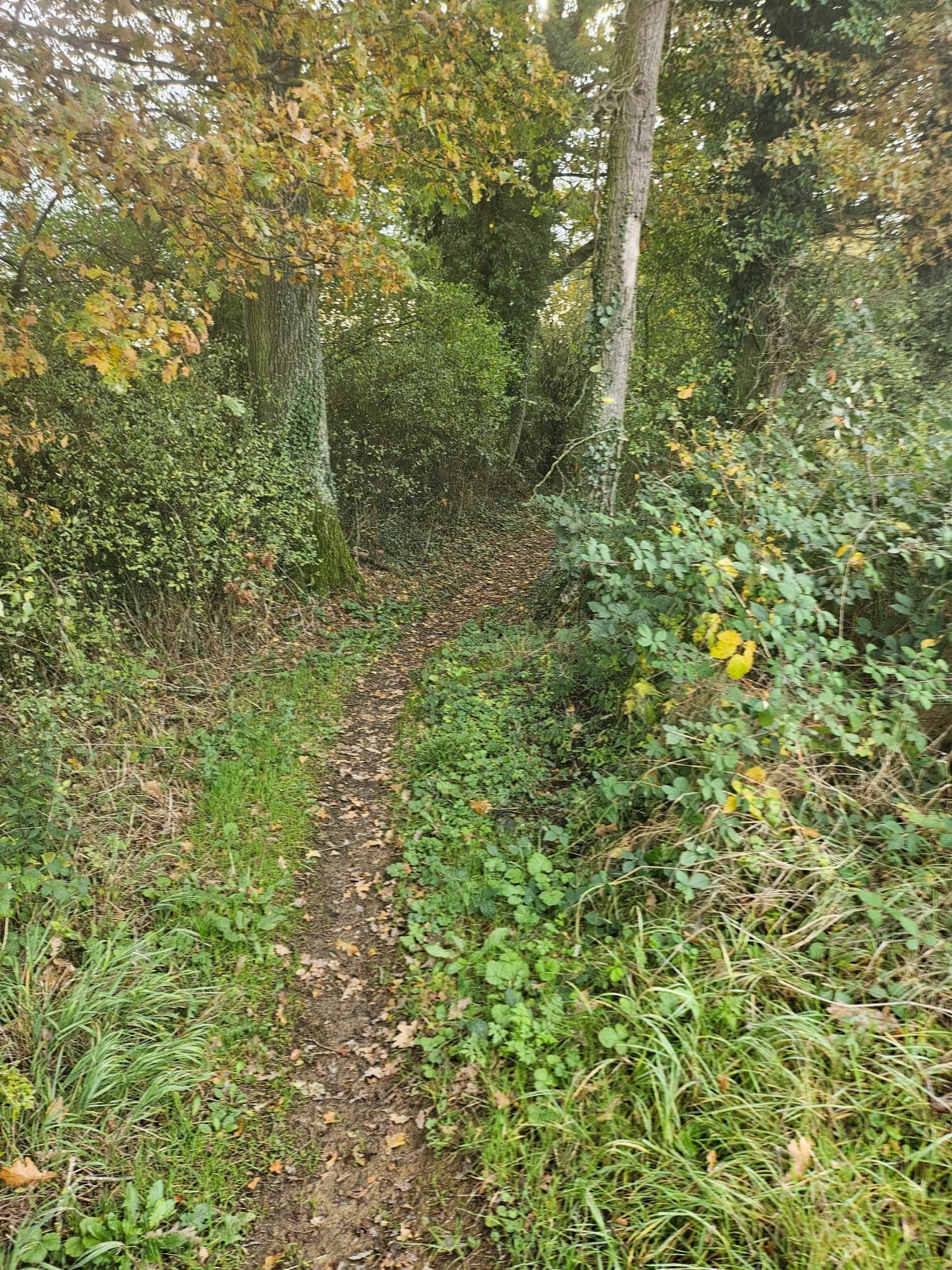 Sortie entre Courcelles-sur- Nied et Mécleuve - Courcelles-sur-Nied