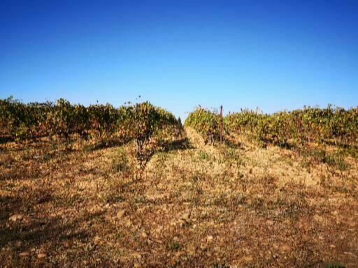 Balade sur chemin à Joncquières Saint Vincent - Jonquières-Saint-Vincent